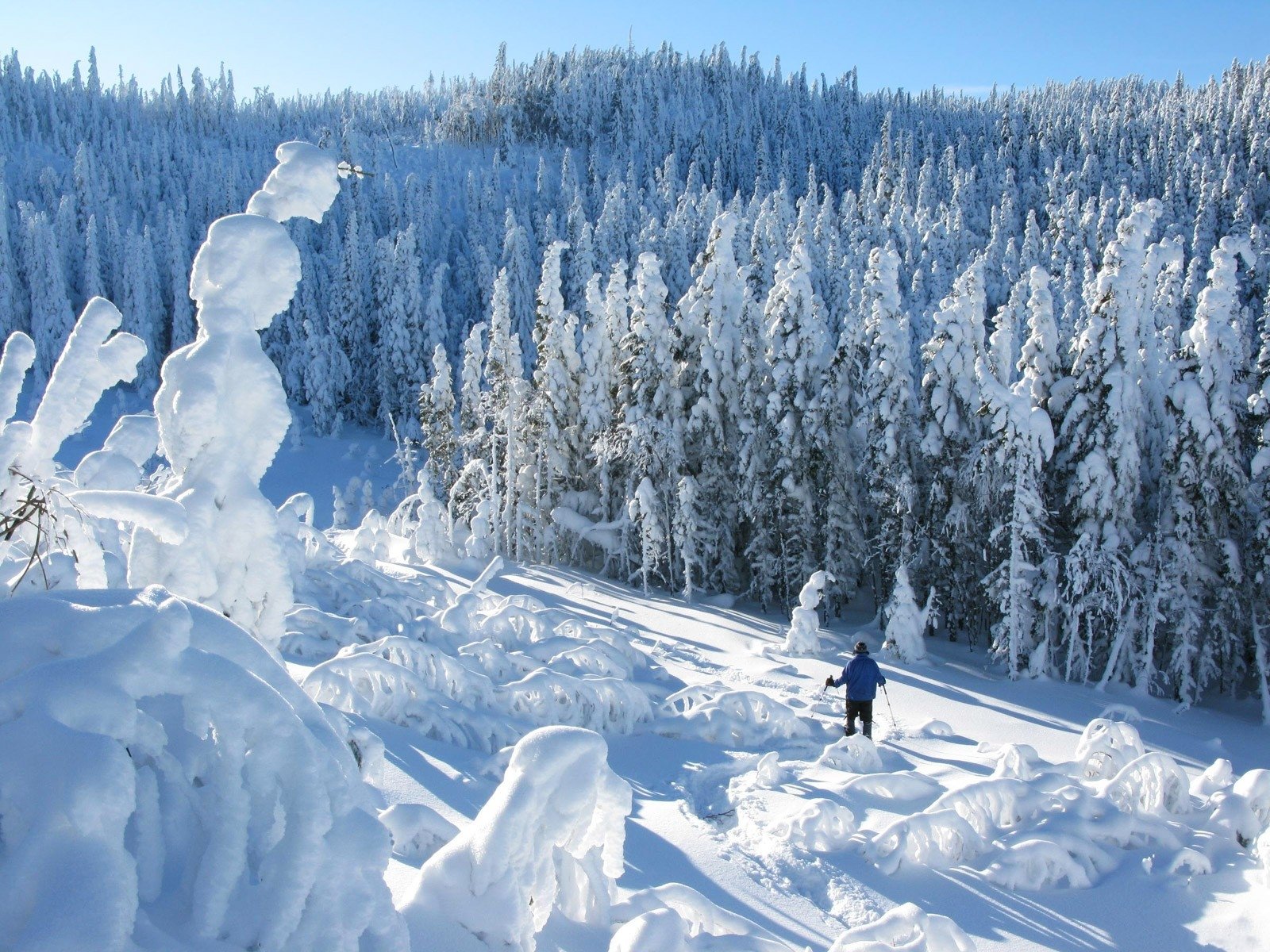 Лыжня в заснеженном лесу