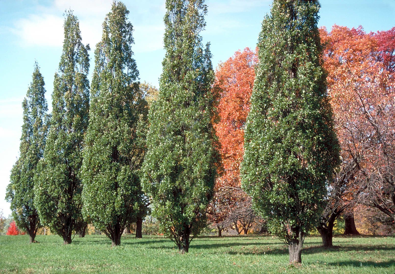 Туя лиственная. Дуб черешчатый Quercus Robur 'Fastigiata'. Граб Фастигиата. Дуб черешчатый Fastigiata.