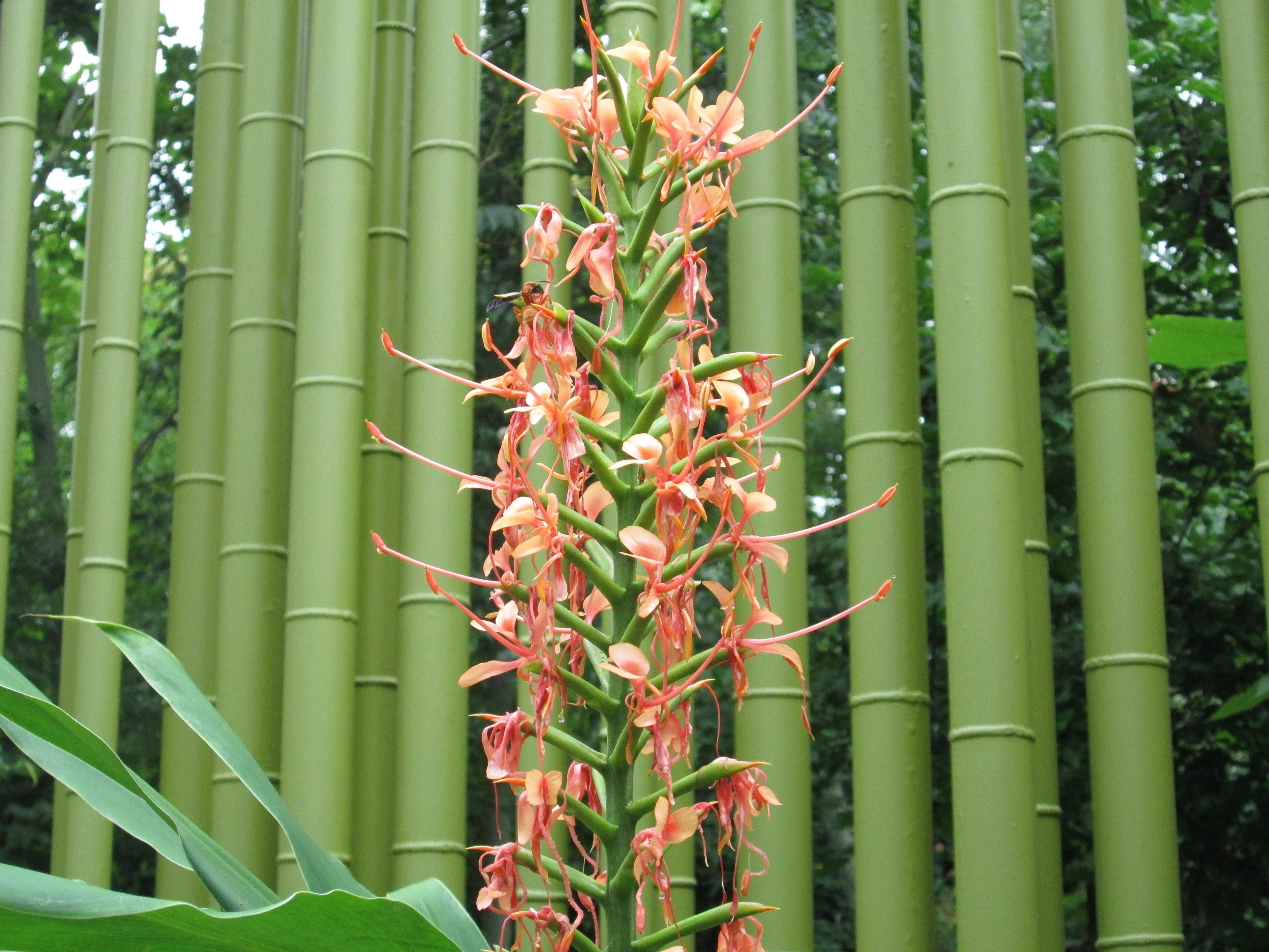 Листья бамбука фото - 70 картинок