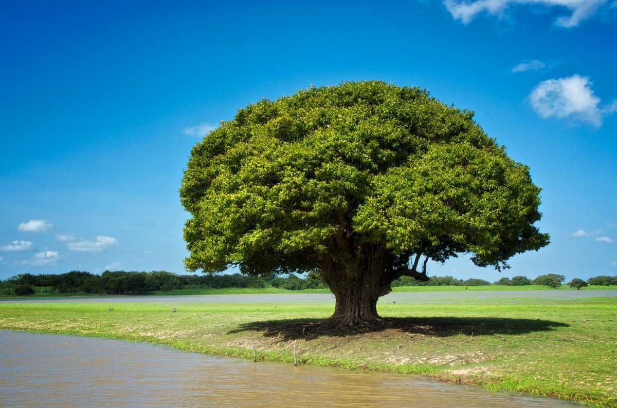 Каоба дерево