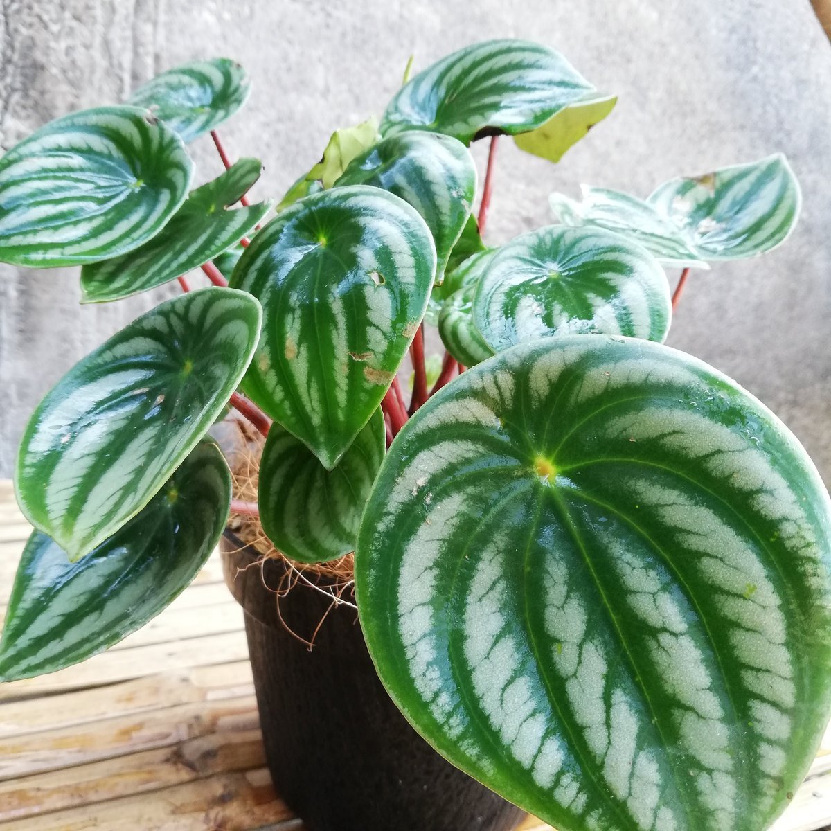 Пеперомия Peperomia bangroana