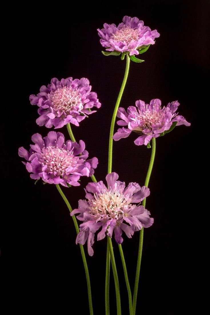 Скабиоза цветок