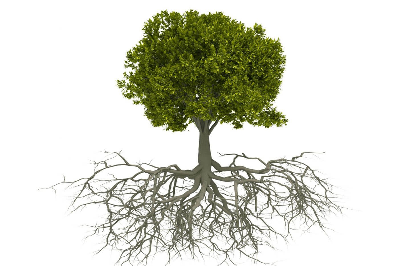 Элемент системы дерево. Корни дерева. Дерево с корнями без фона. Корневая система деревьев. Дерево с корнями и ветвями.