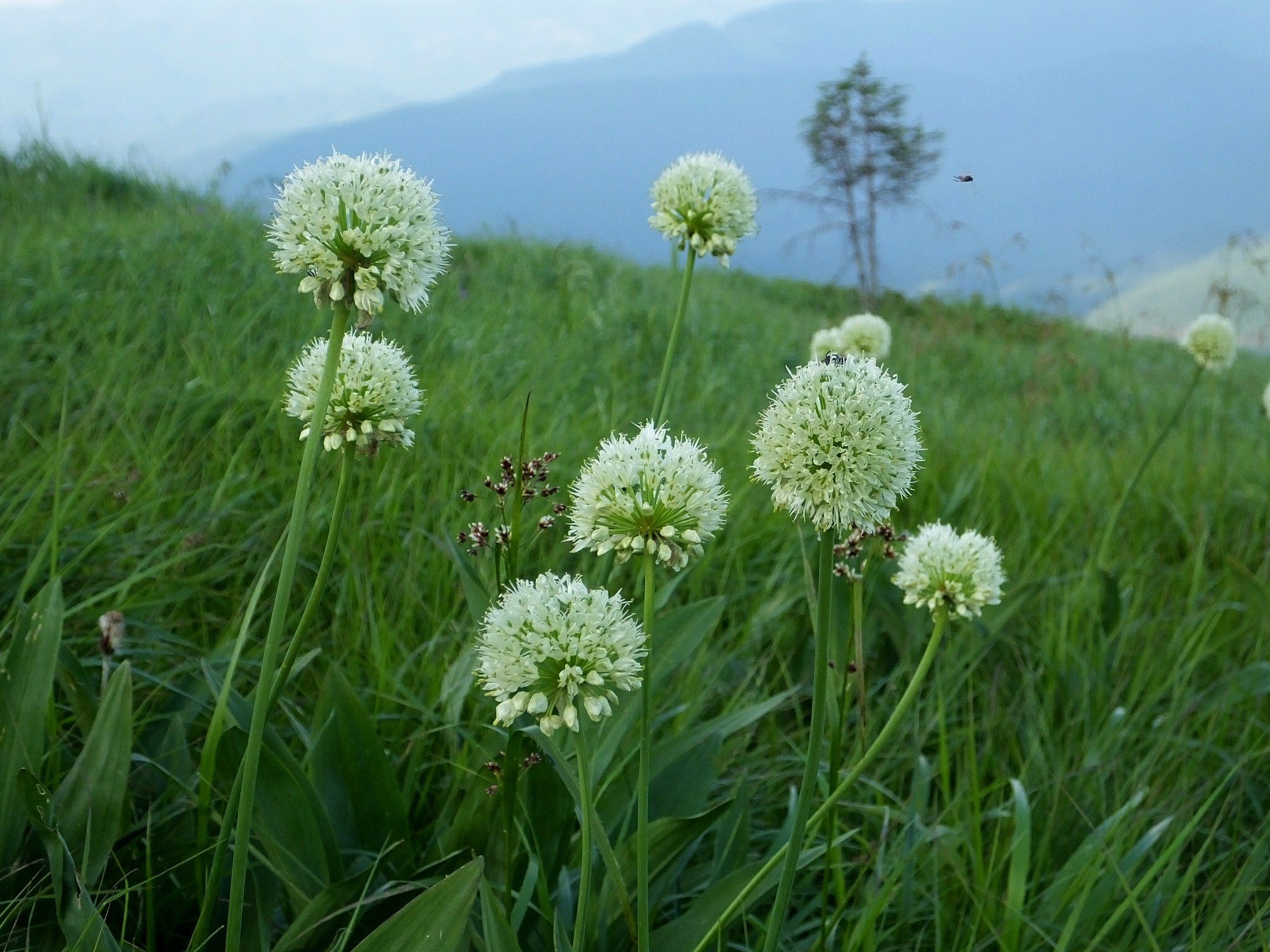 Allium victorialis. Allium victorialis l.. Лук победный черемша. Аллиум/лук/черемша (Allium.