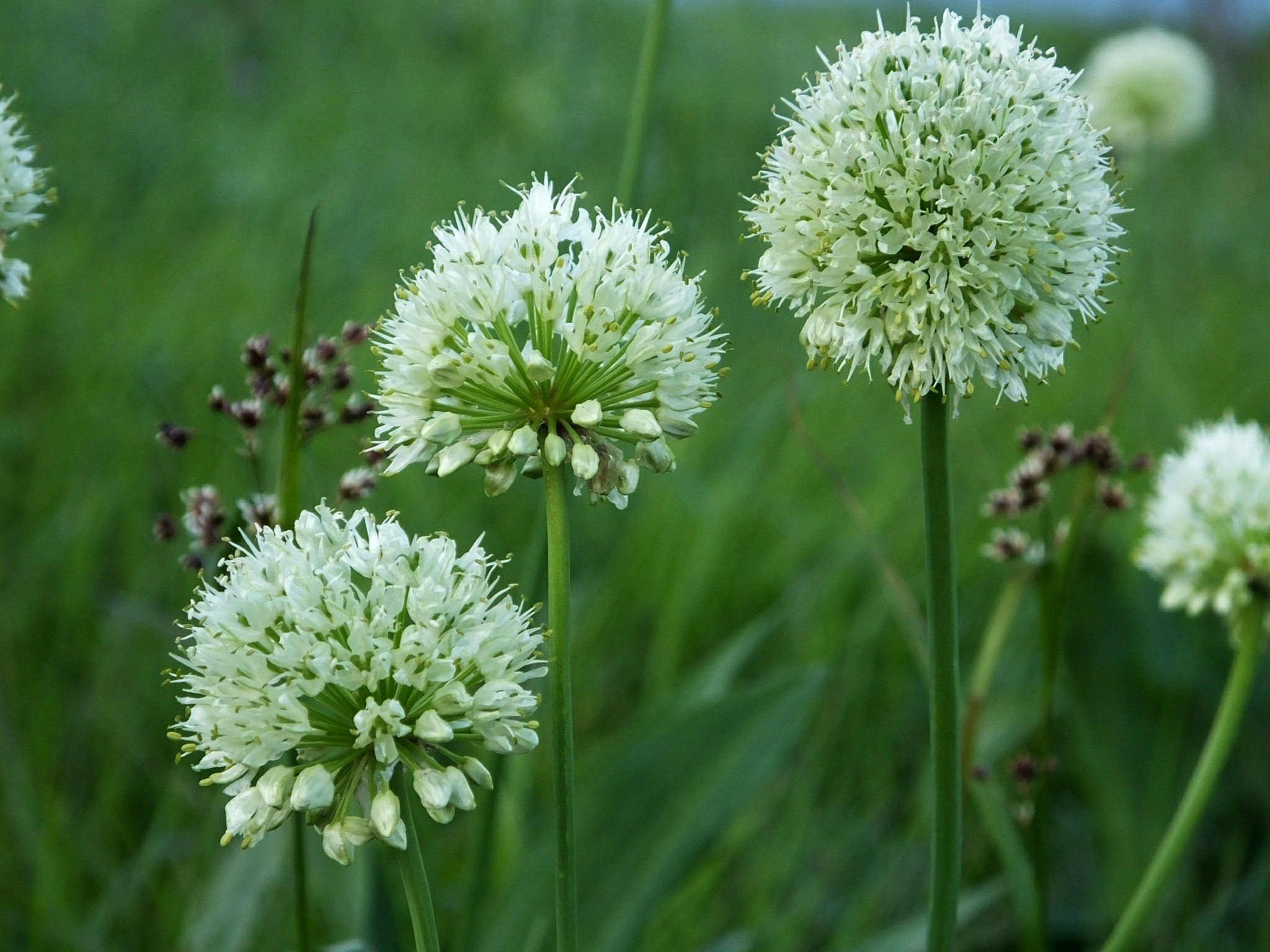 Аллиум Медвежий. Allium victorialis l.. Лук победный черемша. Лук мелкосетчатый черемша.