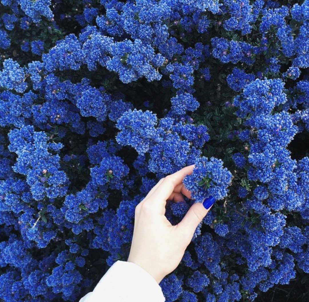 Голубые цветы весной