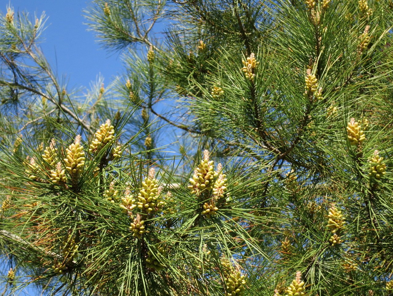 Хвойные краснодарского края. Pinus pityusa. Сосна Пицундская. Сосна Пицундская (Pinus brutia var. Pityusa). Сосна Pinus pityusa.