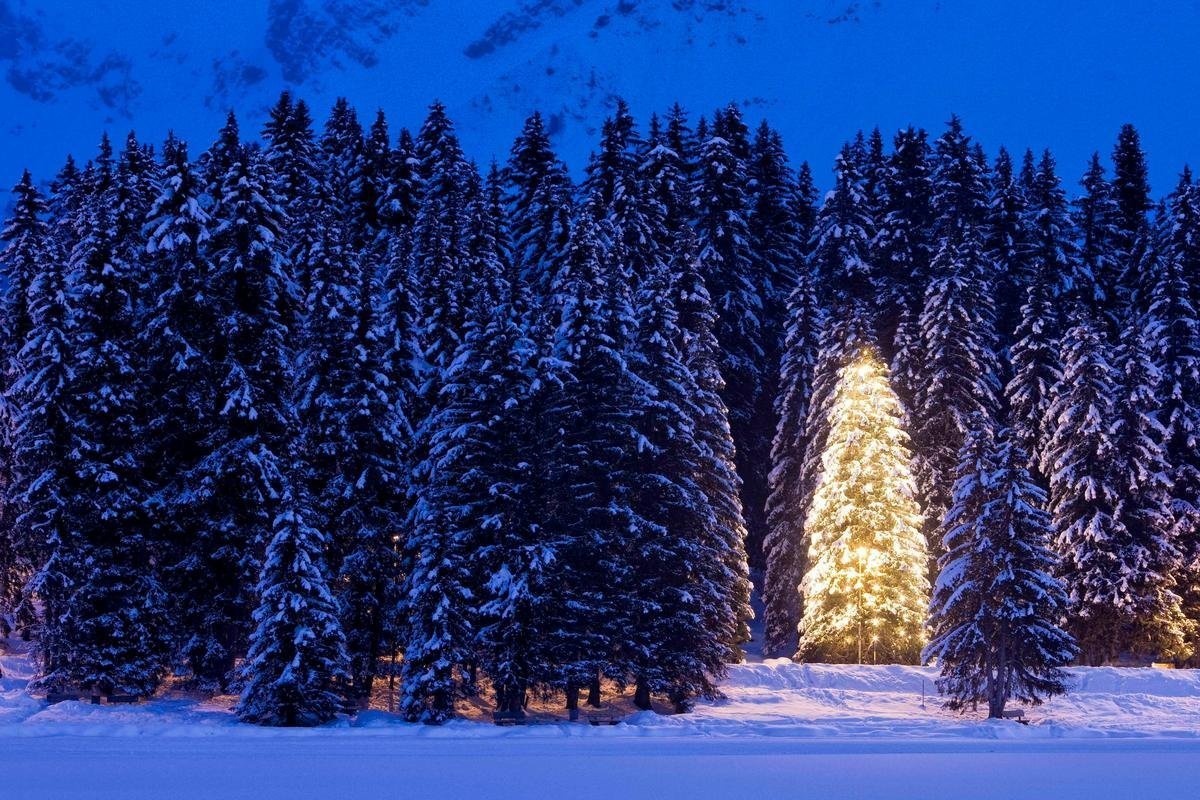 Родина рождественских елок. В новогоднем лесу. Елка в лесу. Елка зимой. Красивая елка в лесу.