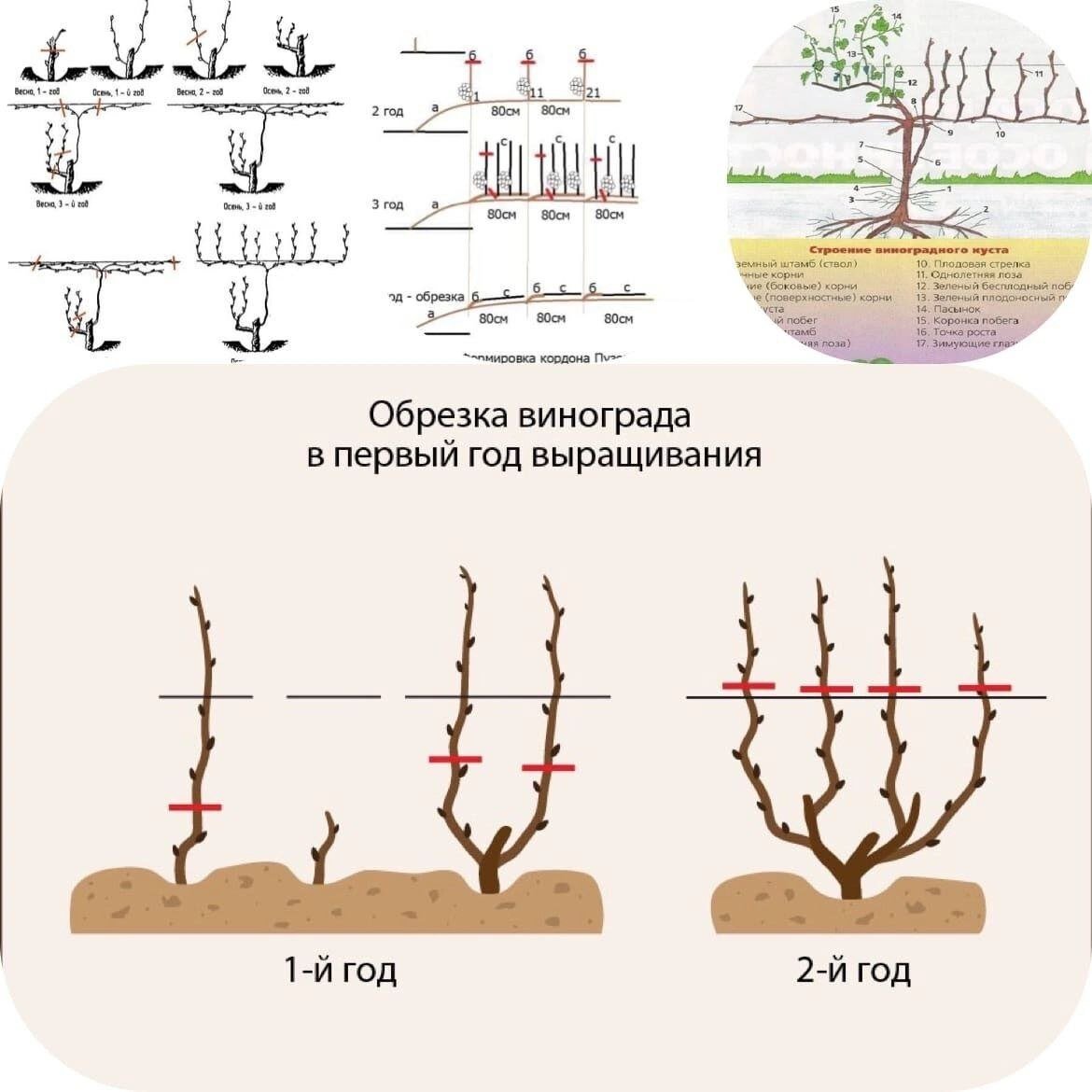 В каком месяце весной обрезают виноград. Обрезка винограда. Обрезка двухгодичного винограда. Схема обрезки винограда весной. Обрезка винограда осенью.