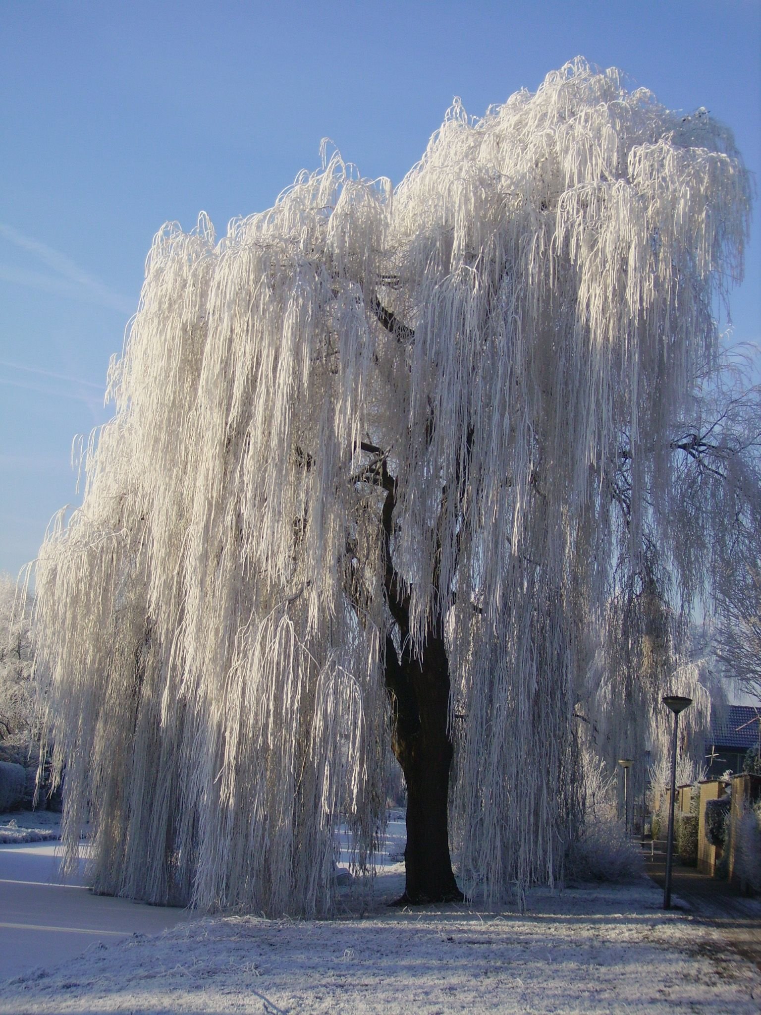 Willow tree. Плакучая Ива дерево. Ива белая плакучая. Ива плакучая зимняя. Випинг Виллоу.