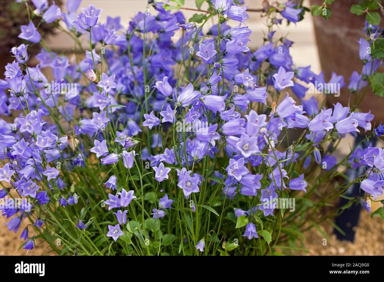 Душистый цветок колокольчик. Колокольчик ложечницелистный (Campanula cochleariifolia). Колокольчик Кампанула многолетний. Колокольчик ложечницелистный Jingle Blue.