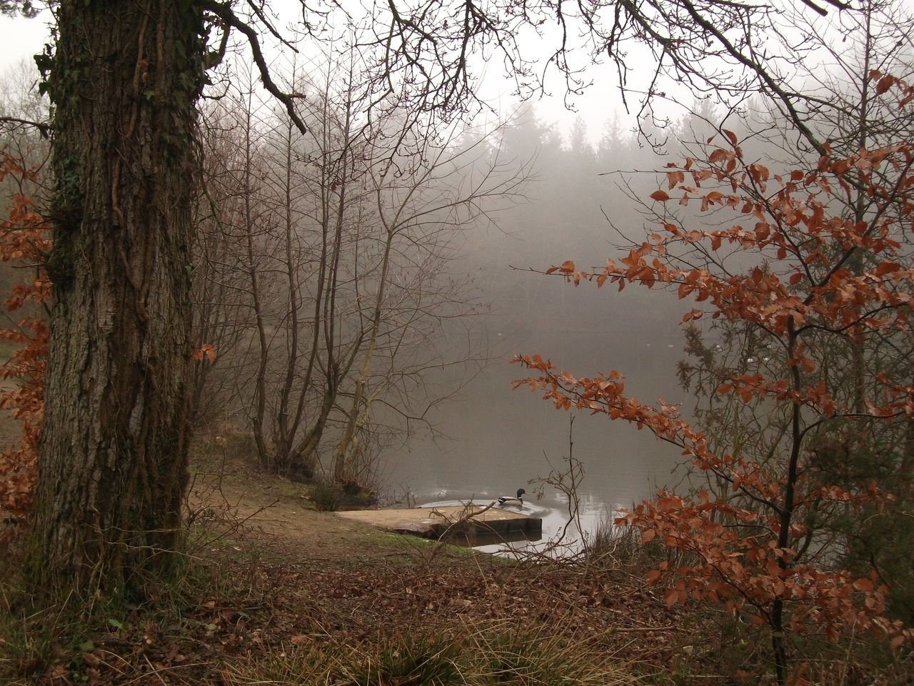 Лес дождь туман - 64 фото