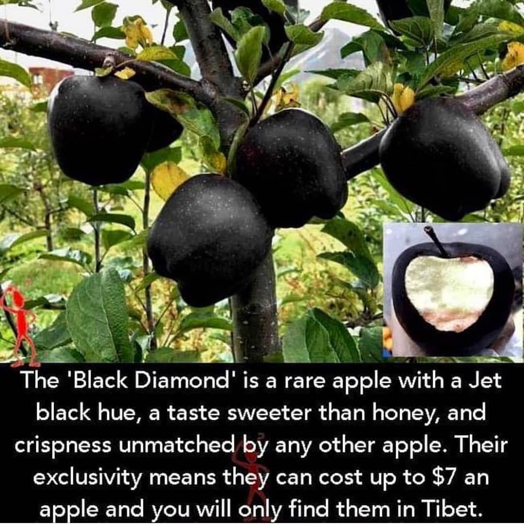Есть черные яблоки. Черное яблоко. Яблоко чёрный брилиант.