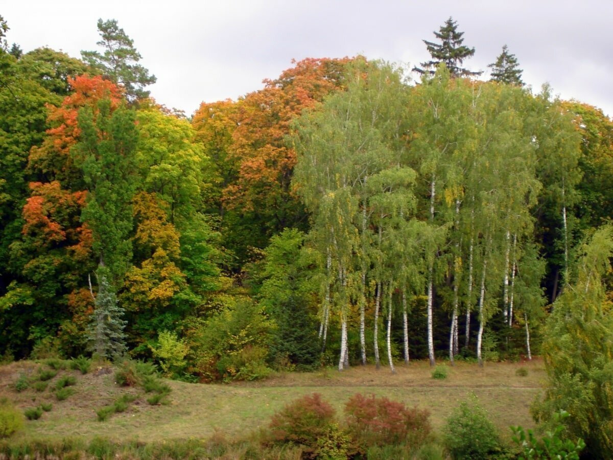 Широколиственный лес РТОПА