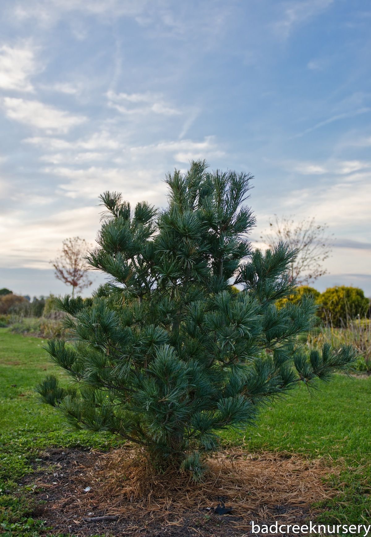 Pinus koraiensis