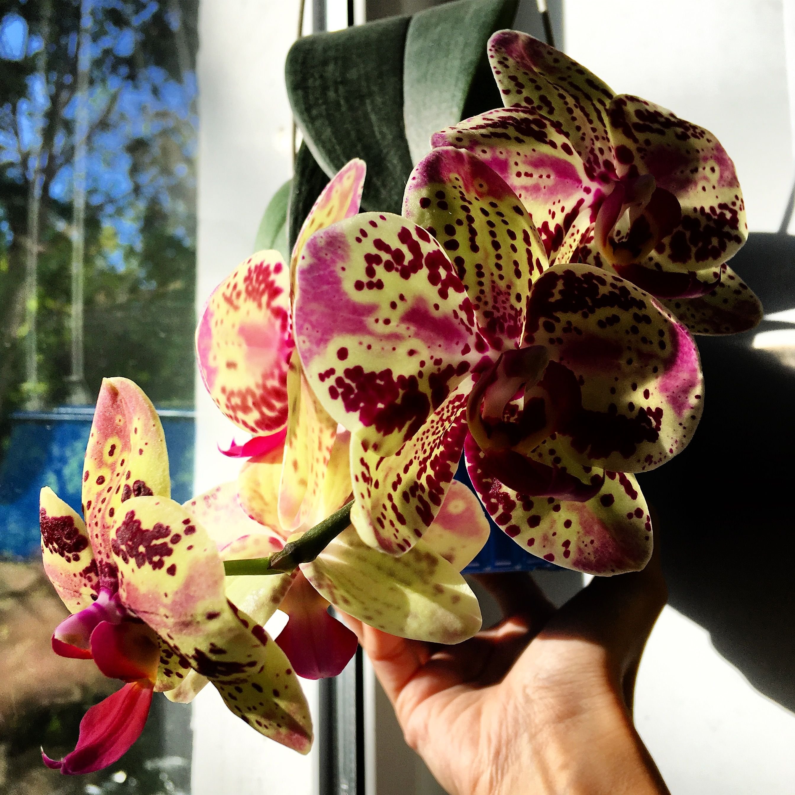 Фаленопсис Фронтера (Phalaenopsis Frontera)