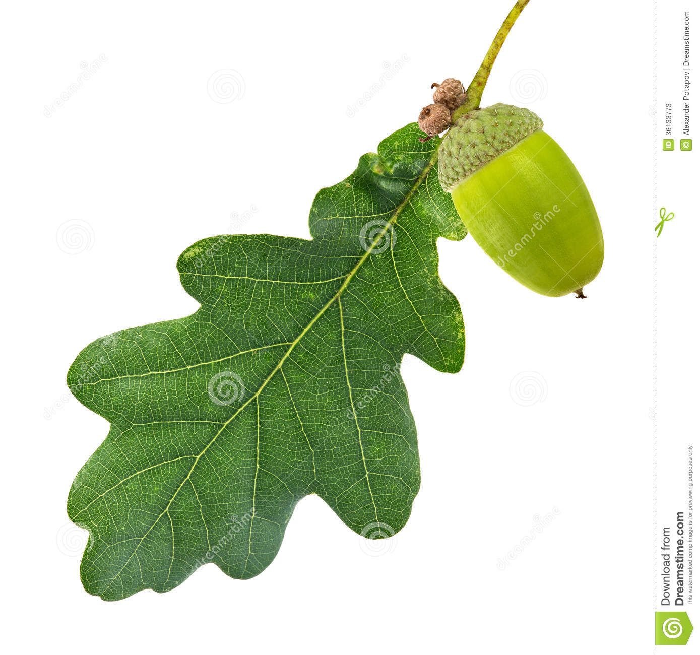 дубовые листья с желудями картинки