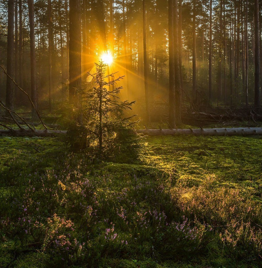 Солнце лесное. Рассвет в лесу. 