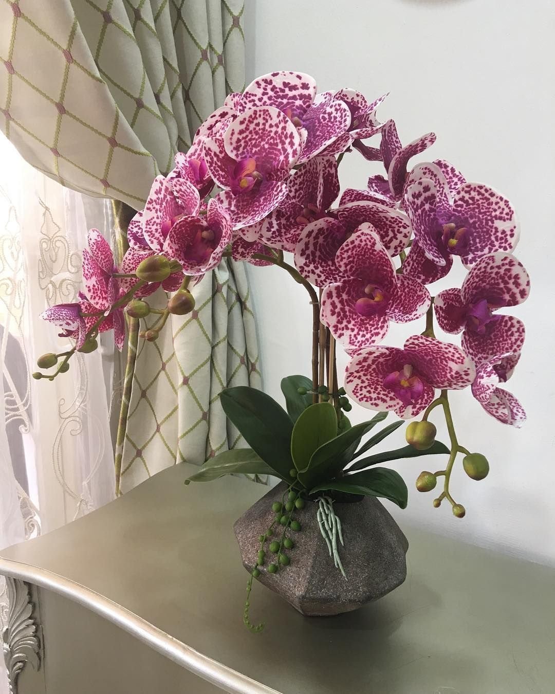 Орхидея сизини фаленопсис
