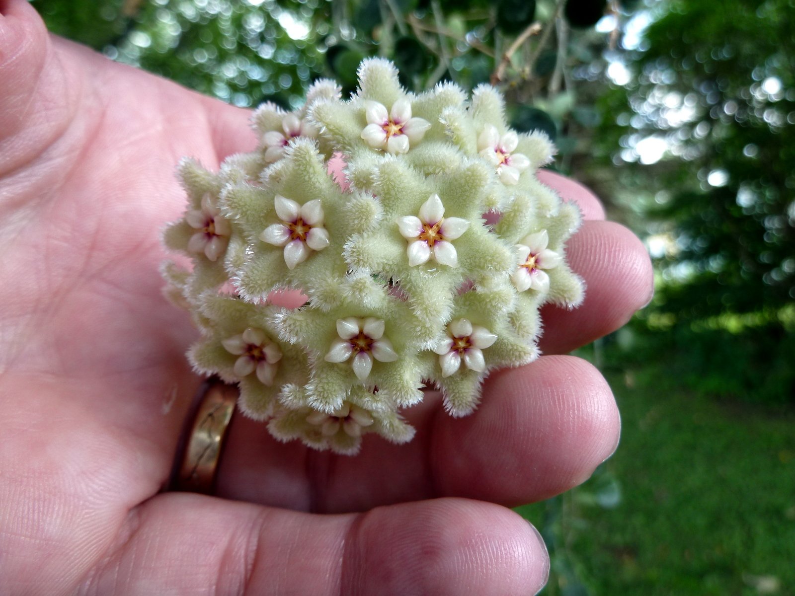 Хойя Серпенс Hoya Serpens