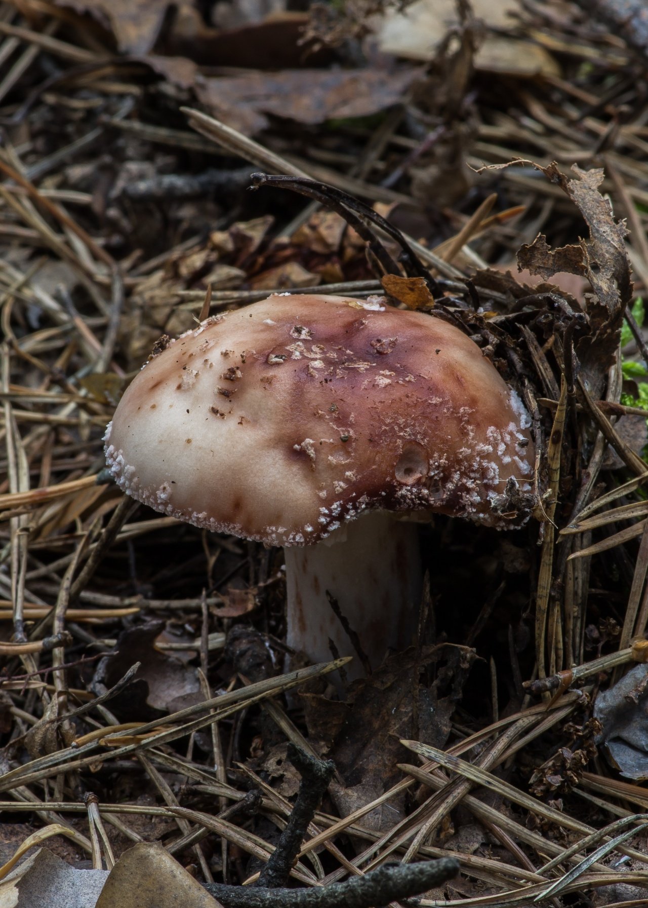 Розовый мухомор съедобный. Гриб Amanita rubescens. Мухомор серо-розовый краснеющий. Мухомор жемчужный Amanita junquillea. Мухомор серо-розовый съедобный.