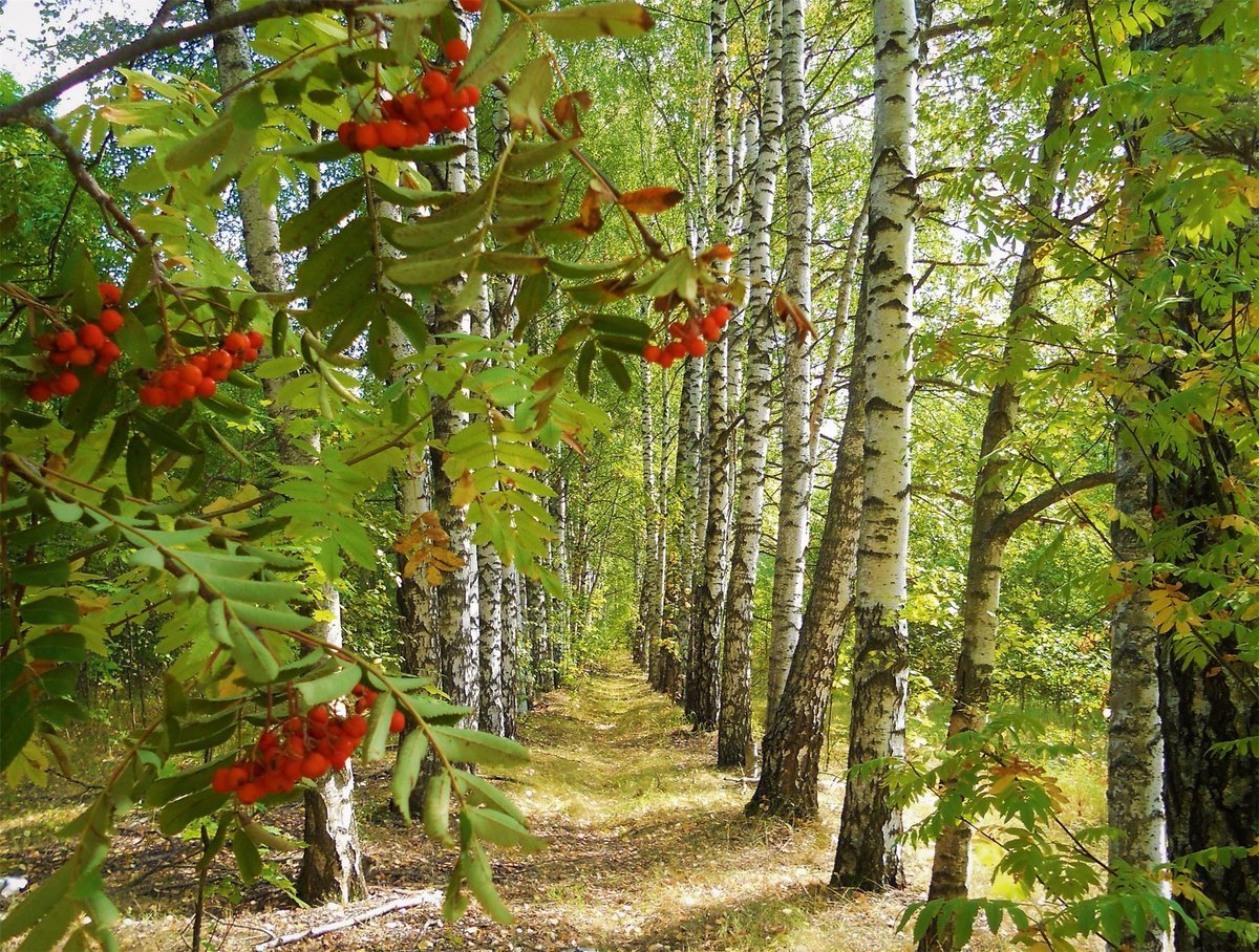 Ель в березовом лесу