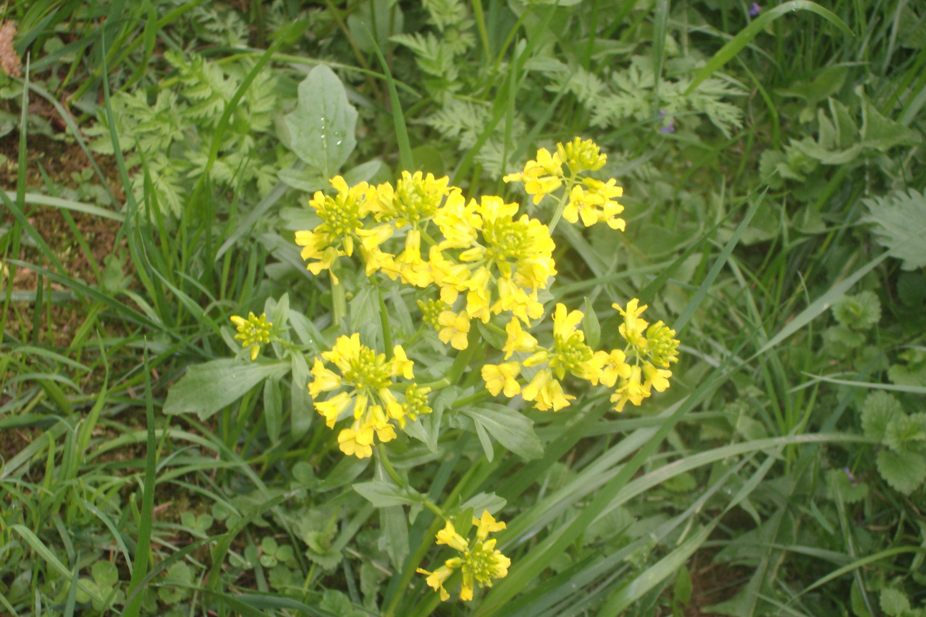 Растение 4 буквы. Сурепка Barbarea vulgaris. Сурепка Весенняя. Лесная сурепка. Сурепка обыкновенная сорняк.