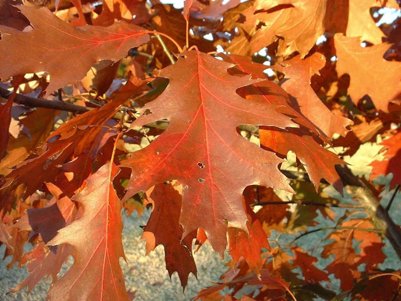 Красно черешчатый дуб. Quercus rubra (дуб красный) 'Aurea'. Клен дуболистный. Канадский остролистный дуб. Дубовидный клен.