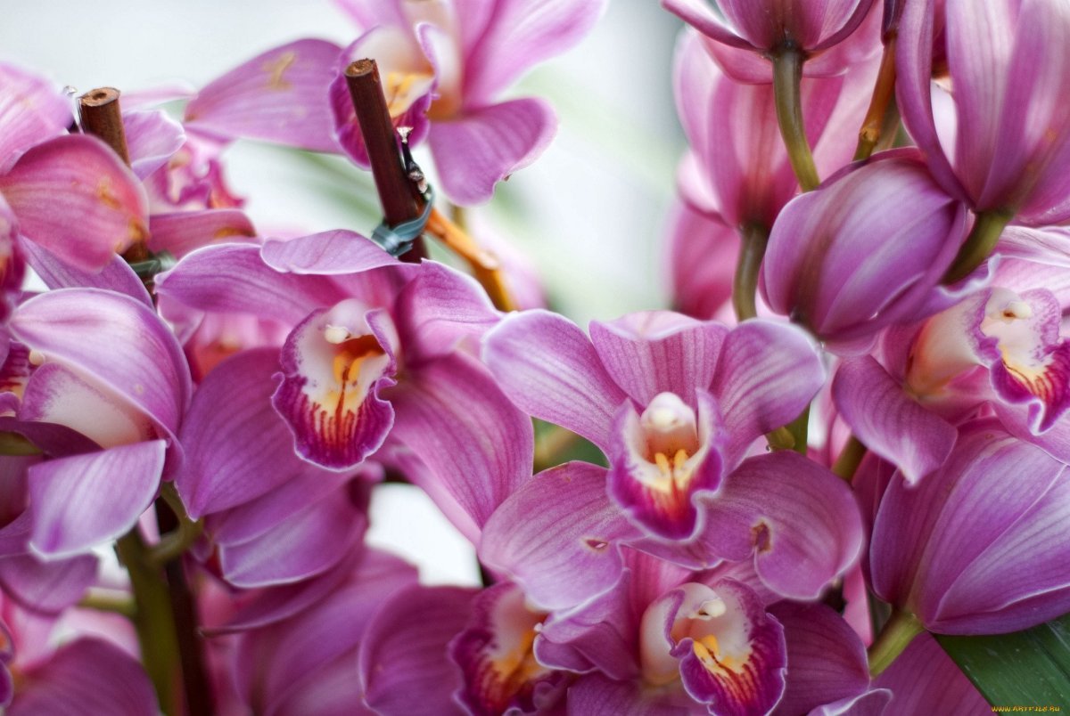 Орхидея фаленопсис монпелье