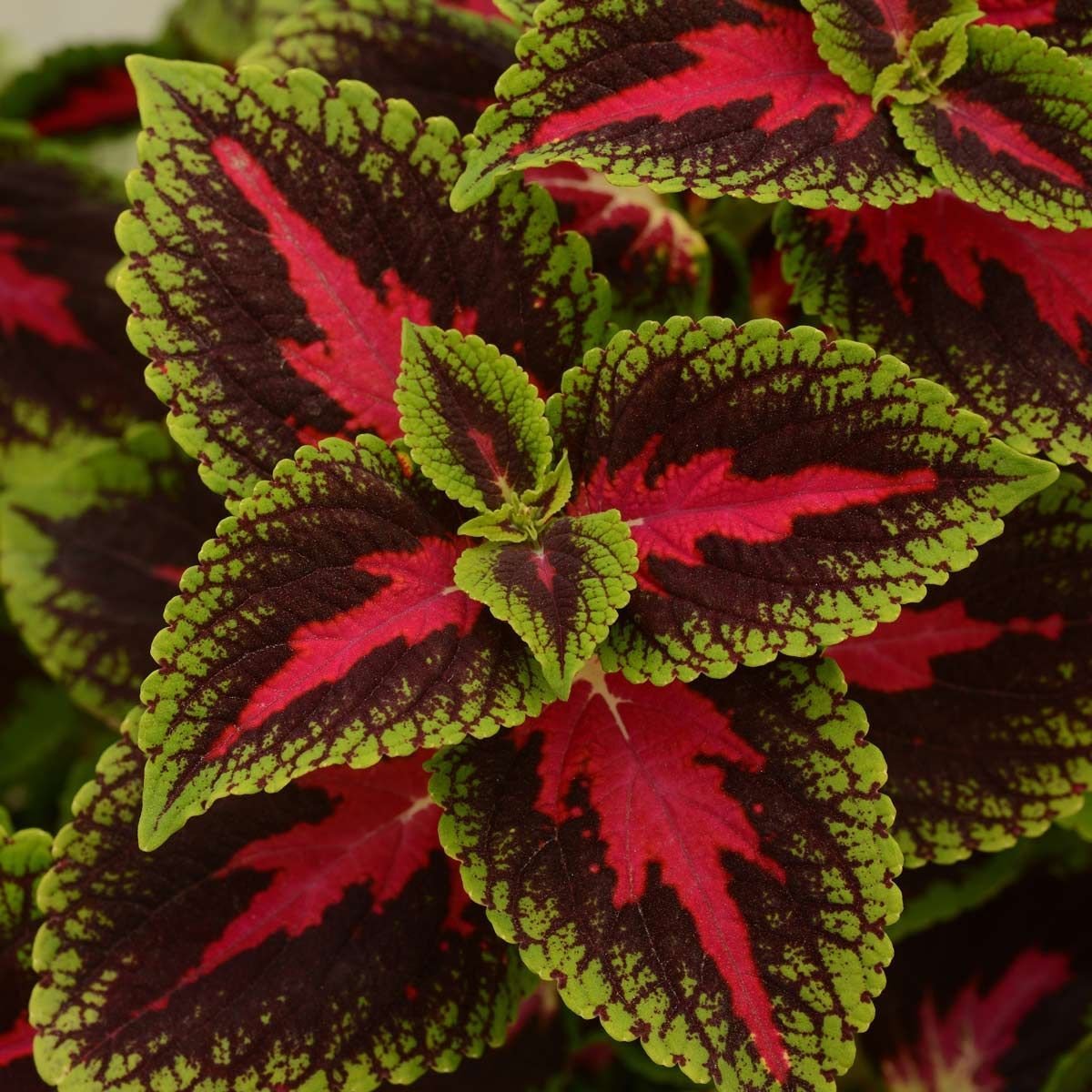 Листья с красной каймой. Колеус Ренельта Coleus rehneltianus. Колеус Goldmarie. Колеус Нептун. Колеус French Quarter.