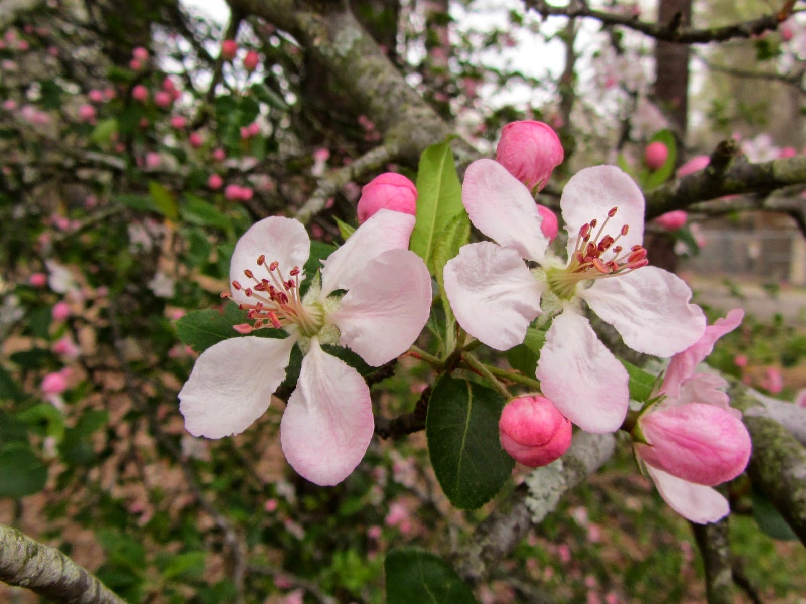 Яблоня относится к растениям. Яблоня узколистная. Яблоня Ангустифолия. Семейство Розоцветные яблоня. Подсемейство яблоневые (Maloideae).