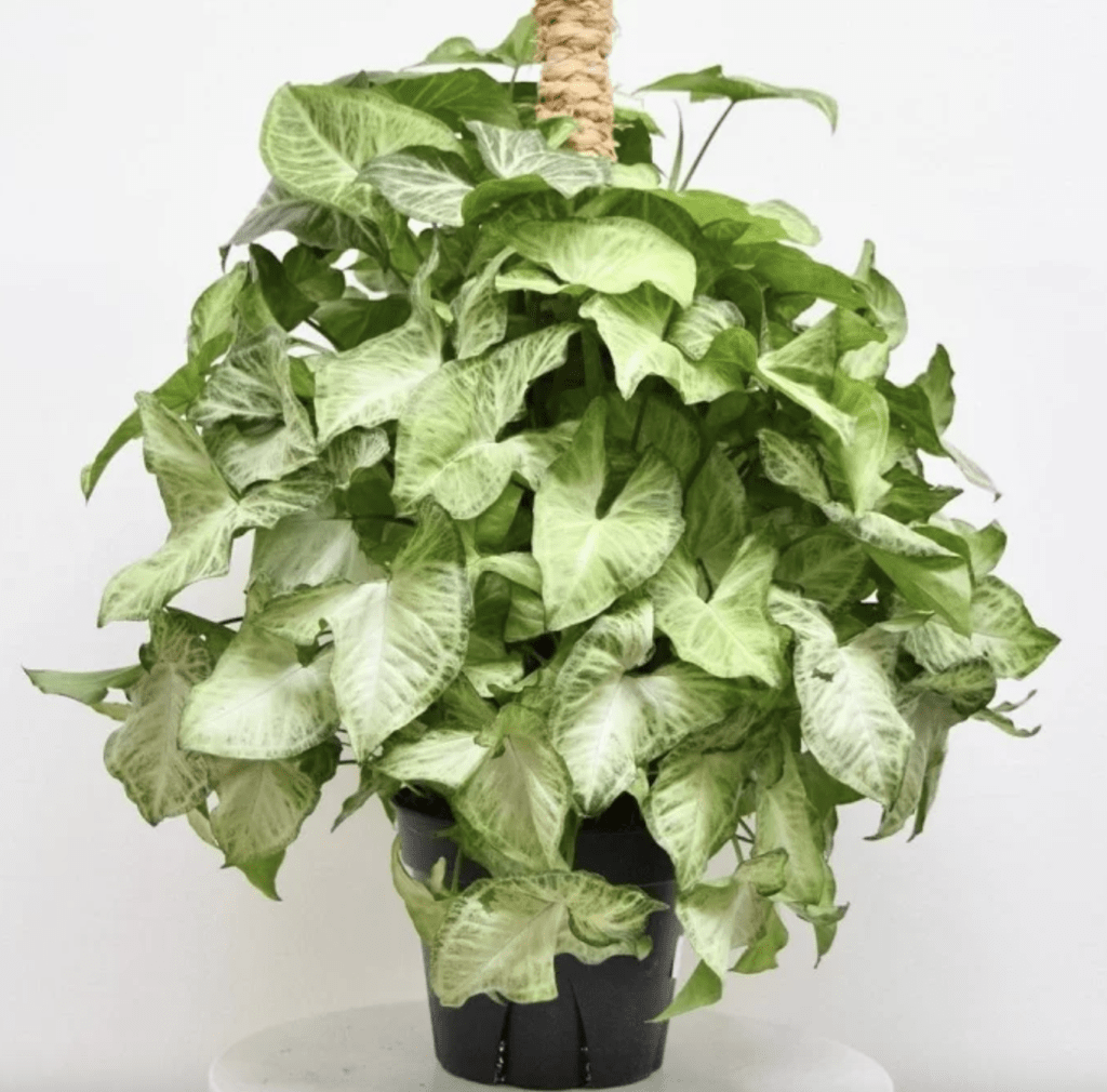 РЎРёРЅРіРѕРЅРёСѓРј podophyllum