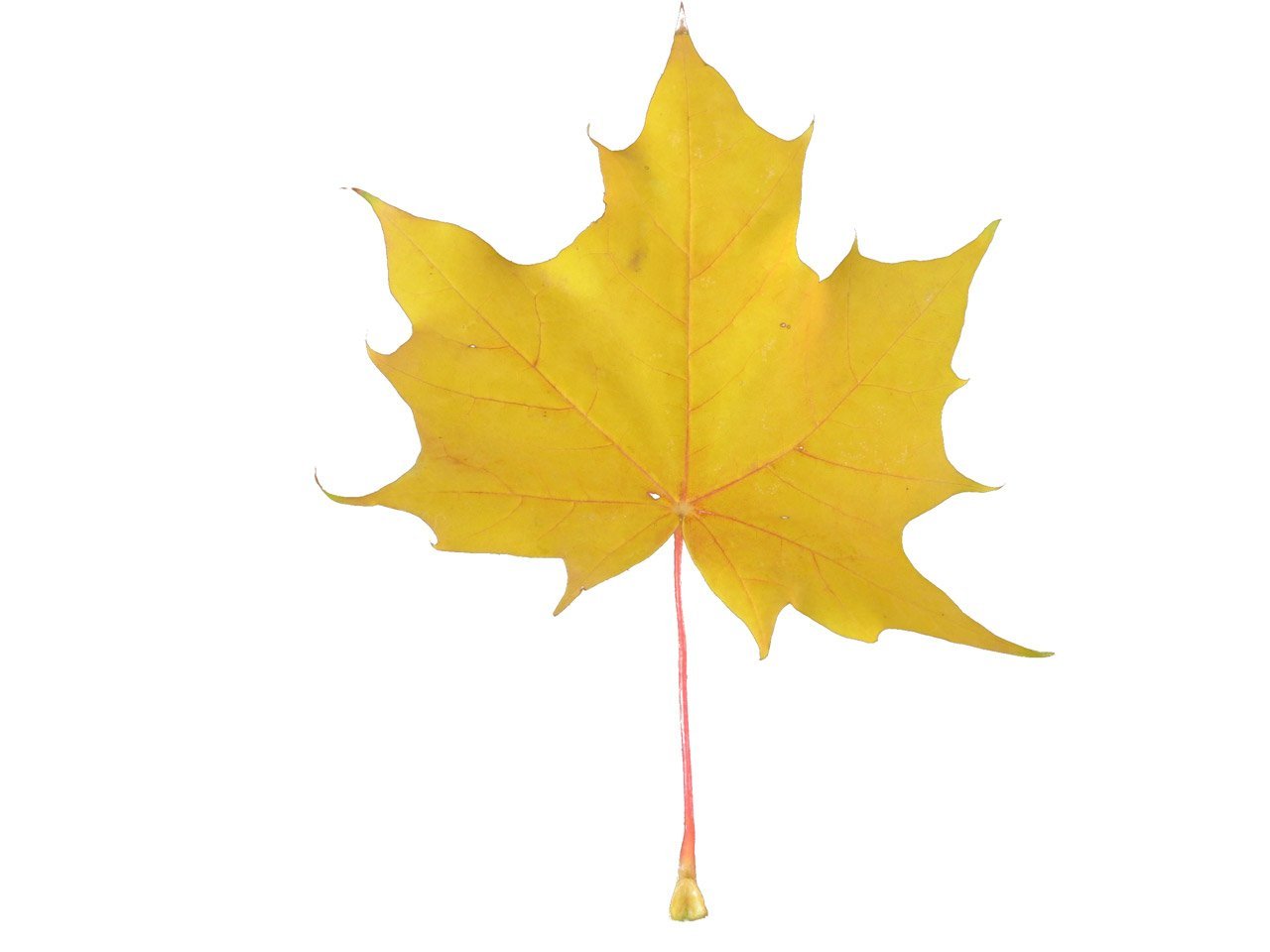 Легкий желтый лист. Maple кленовый лист. Осенний кленовый лист. Кленовый лист желтый. Желтый кленовый лист на белом фоне.