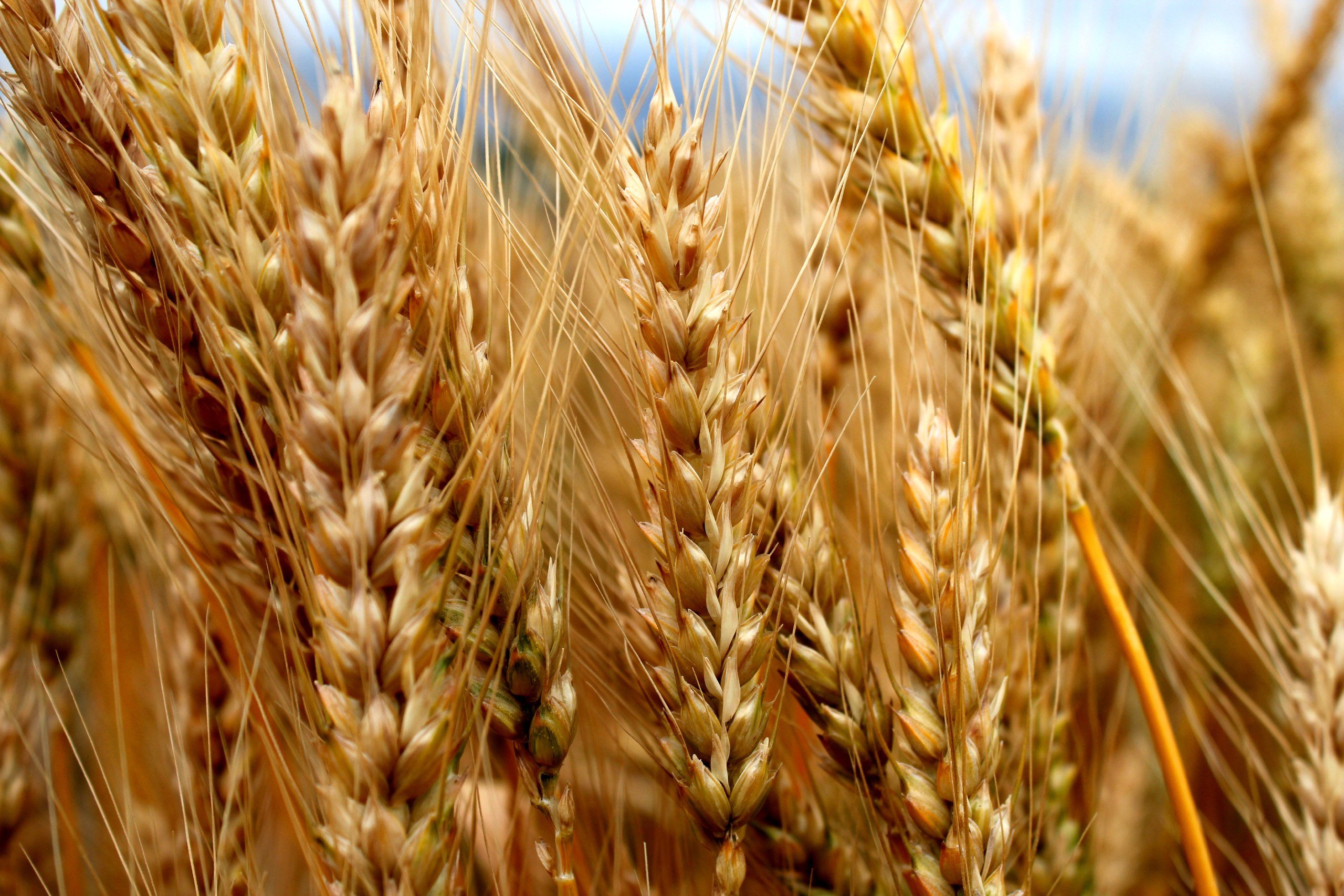 Пшеница букв и звуков. Яровая пшеница Омская 36. Пшеница Яровая Ирень.