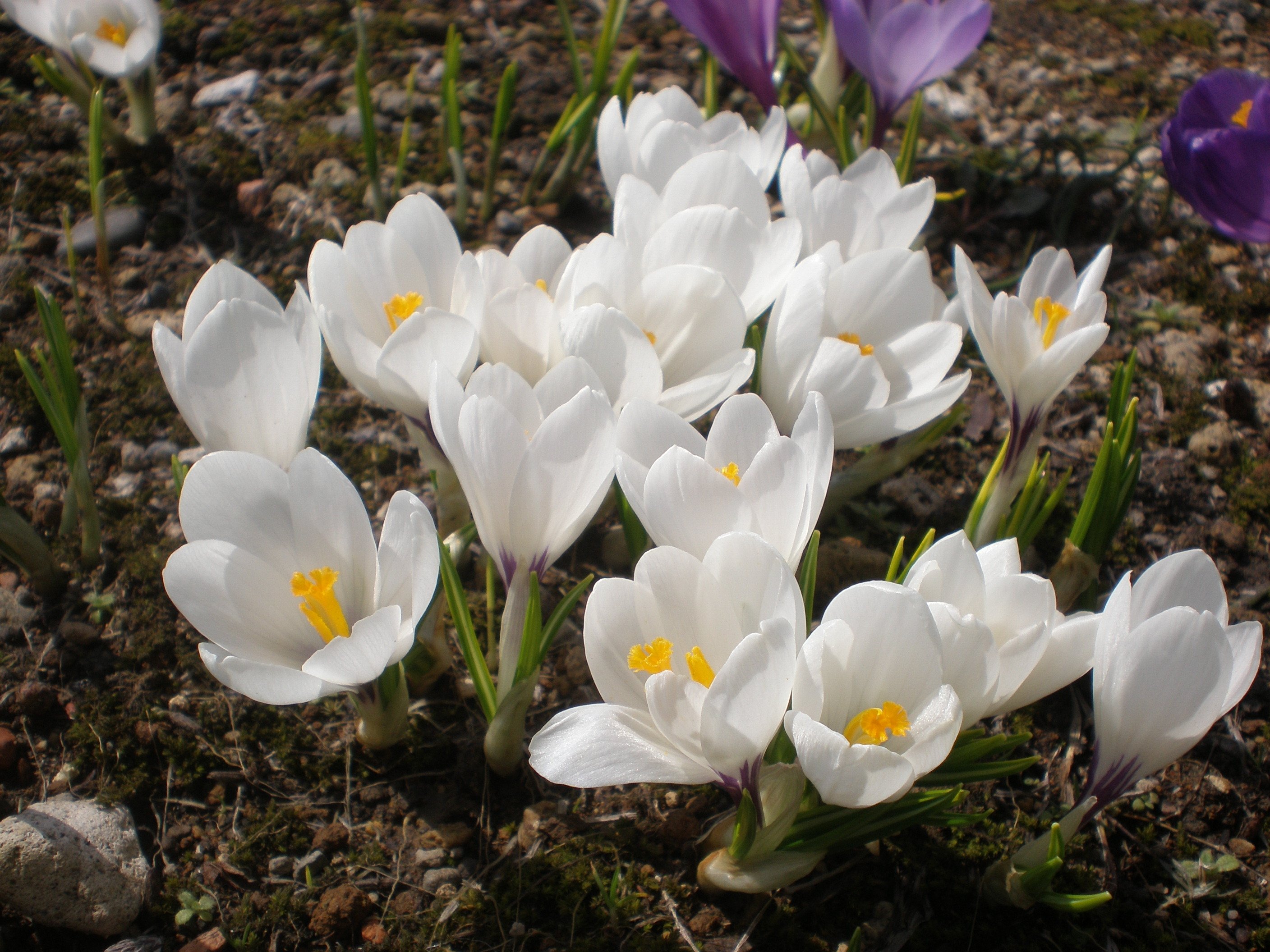 Крокус пос. Крокус Шафран цветок. Крокус Шафран весенний. Крокусы Шафран белые. Крокус Шафран посевной.