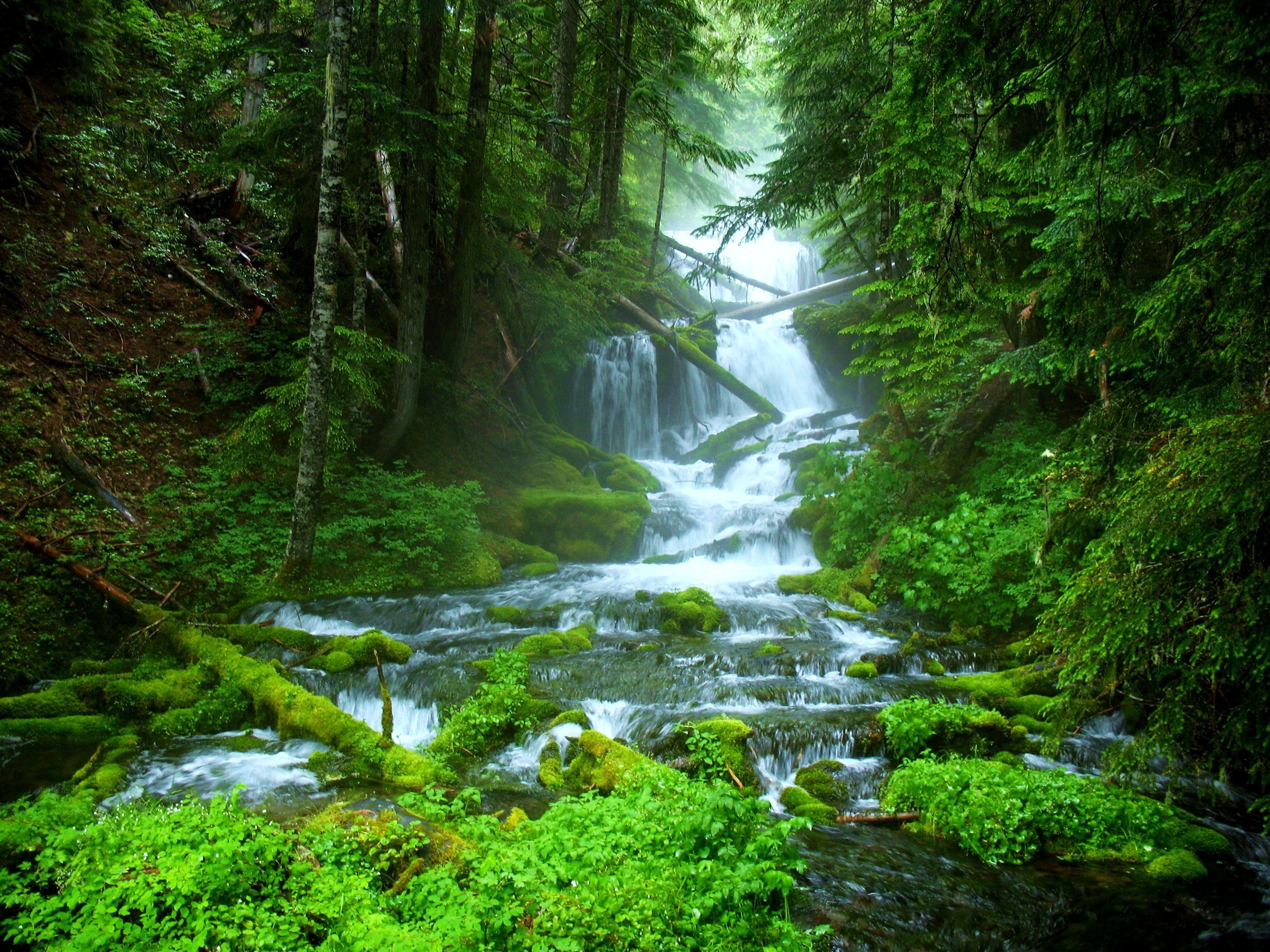 Красивый лес с рекой. Шварцвальд водопады. Водопад река горы лес. Красивый лес. Красивые леса.