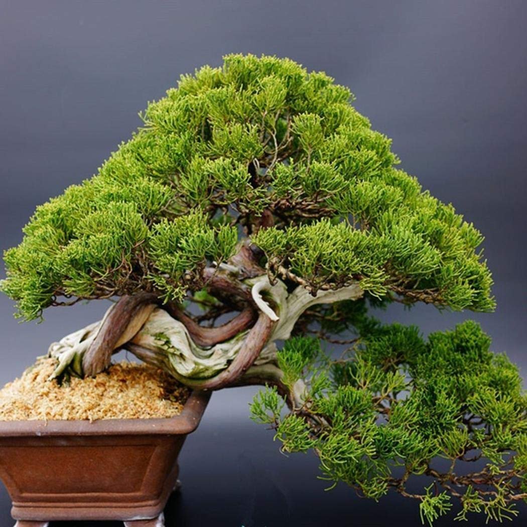 Бонсай Пинус сосна. Pinus parviflora 'Bonsai'. Бонсай белая сосна. Япония сосны бонсай.