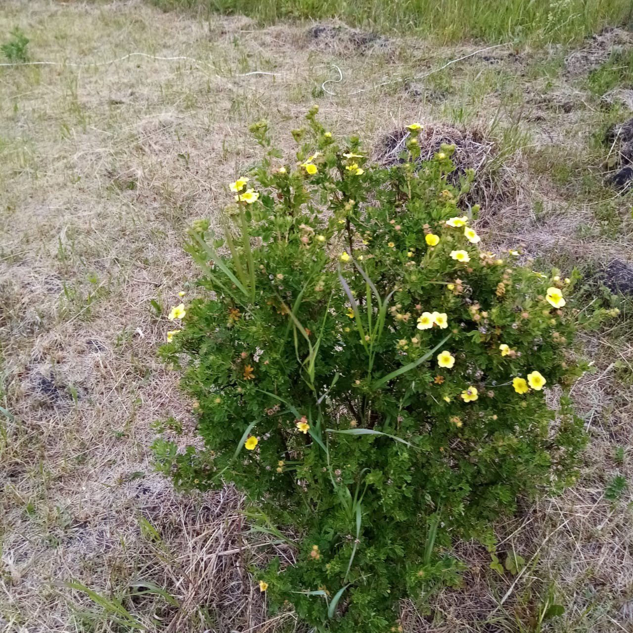 Курильский чай Даурский