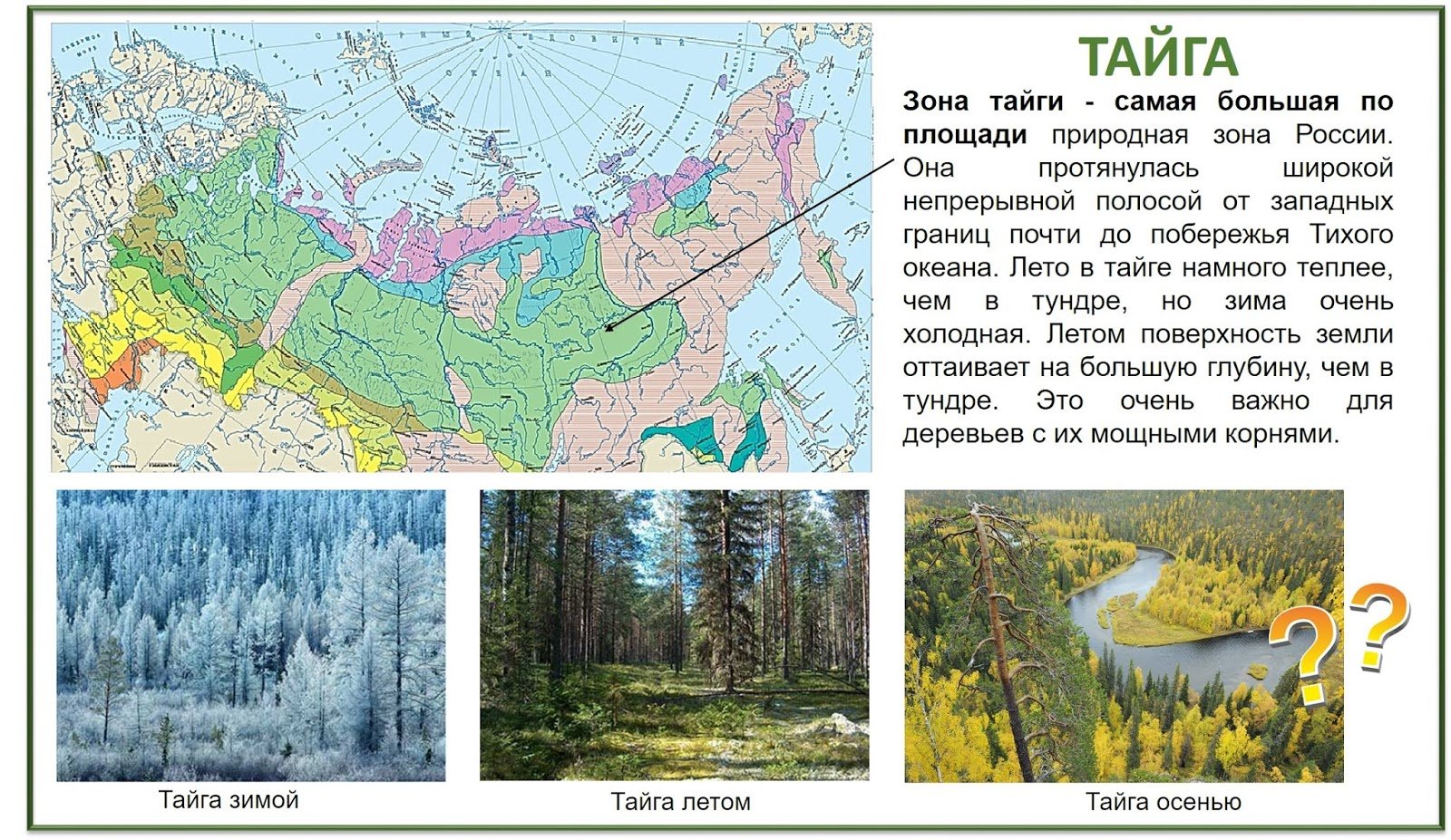 В сибири большую площадь занимает природная зона. Тайга на карте России природных зон. Тайга в Сибири на карте. Зоны тундра Тайга. Зона тайги на карте России.