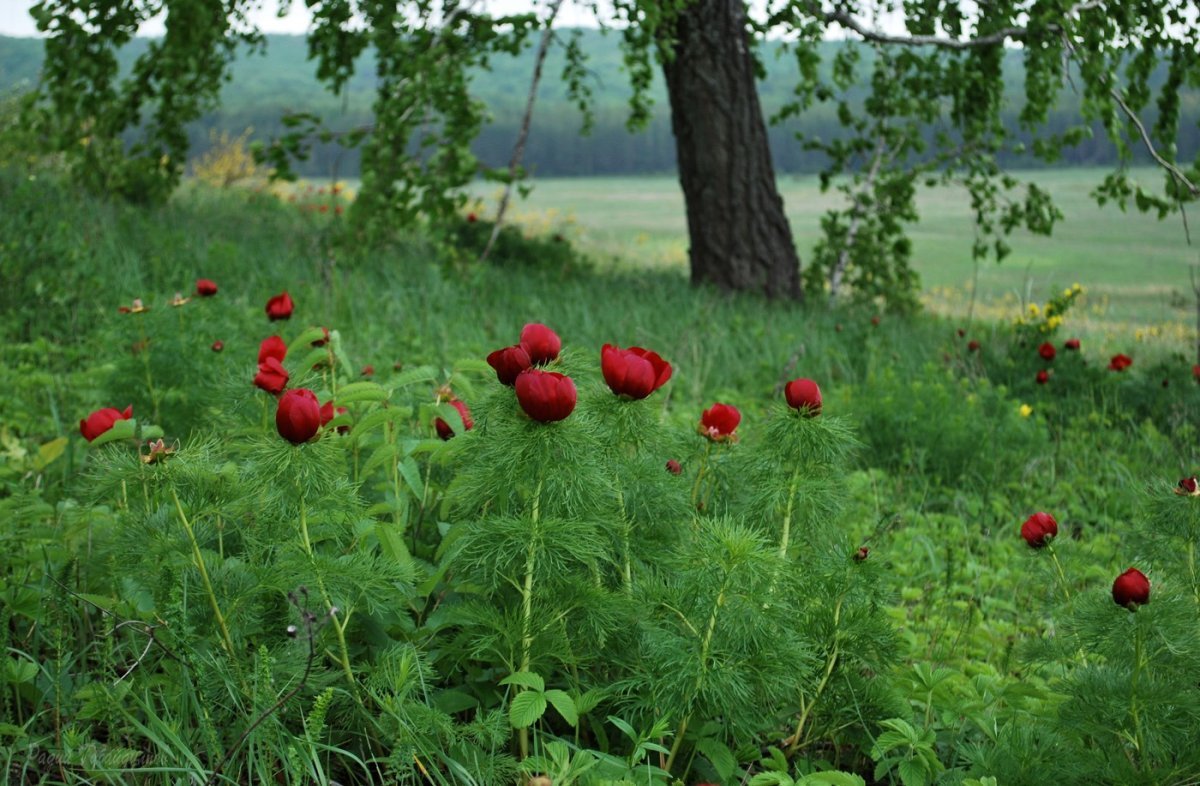 Цветы воронцы