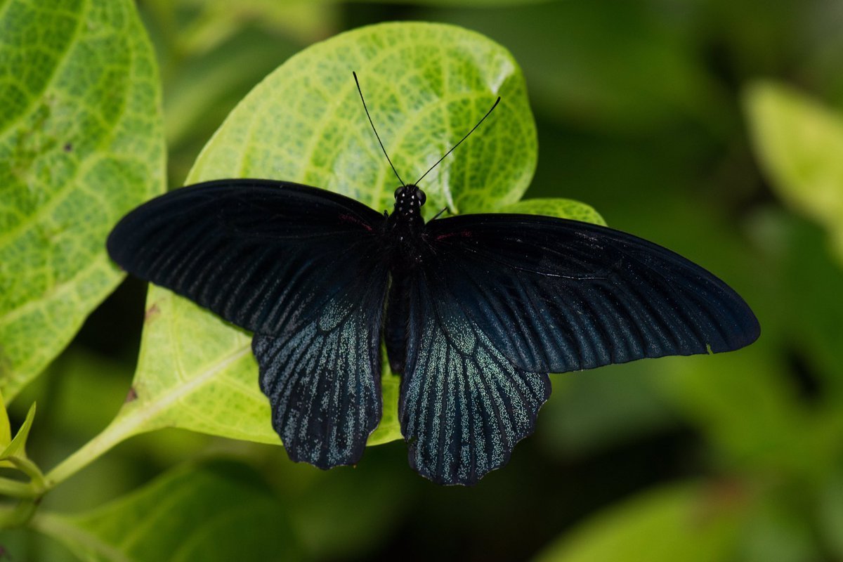 Черный кардинал бабочка - 64 фото