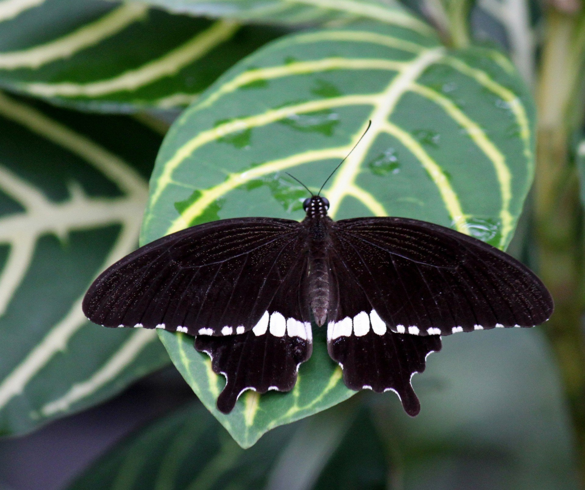 Сохранение темных бабочек в результате. Бабочка Кардинал. Необычные бабочки. Бабочка черная. Бабочка белая.