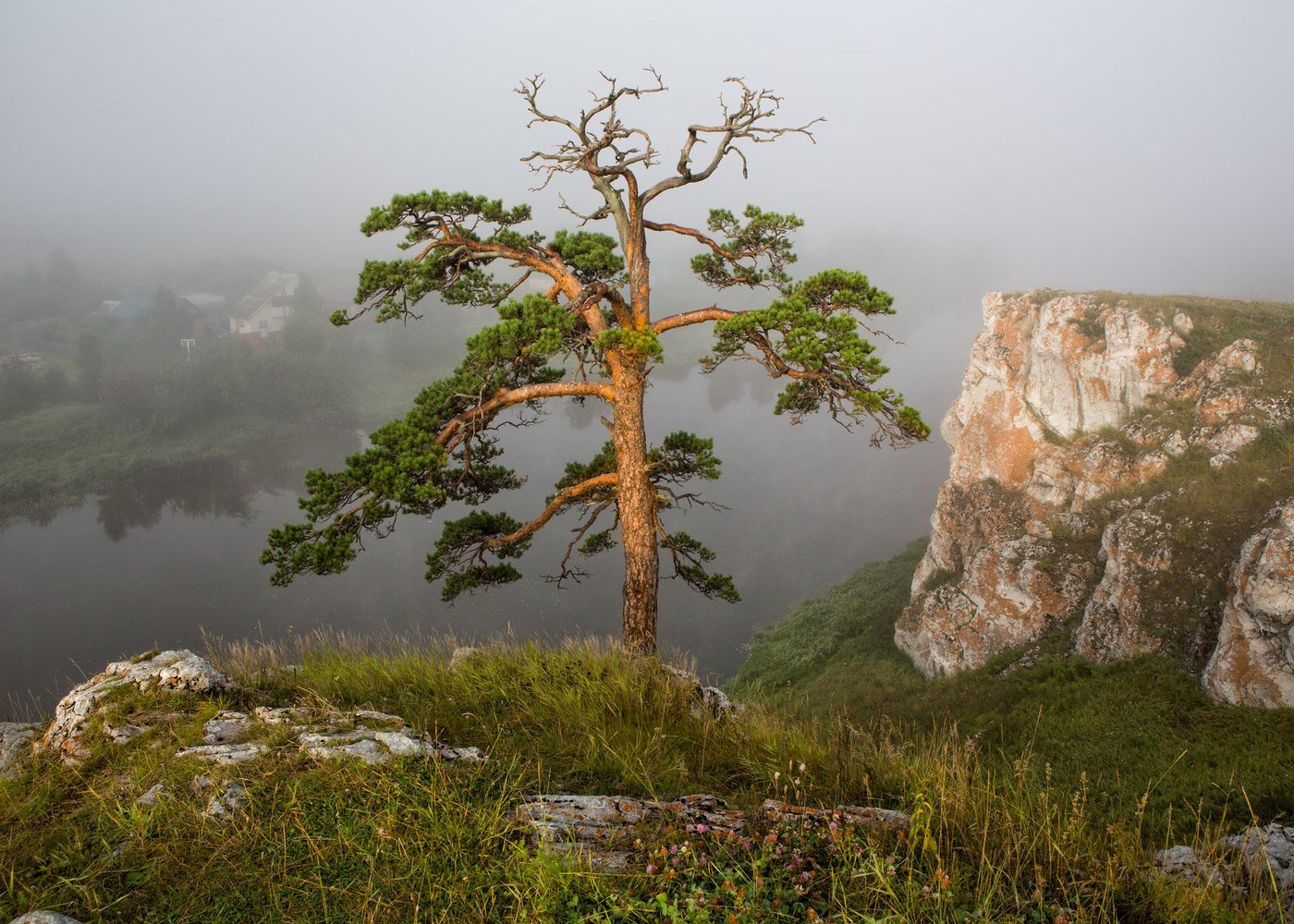 Деревья в горах