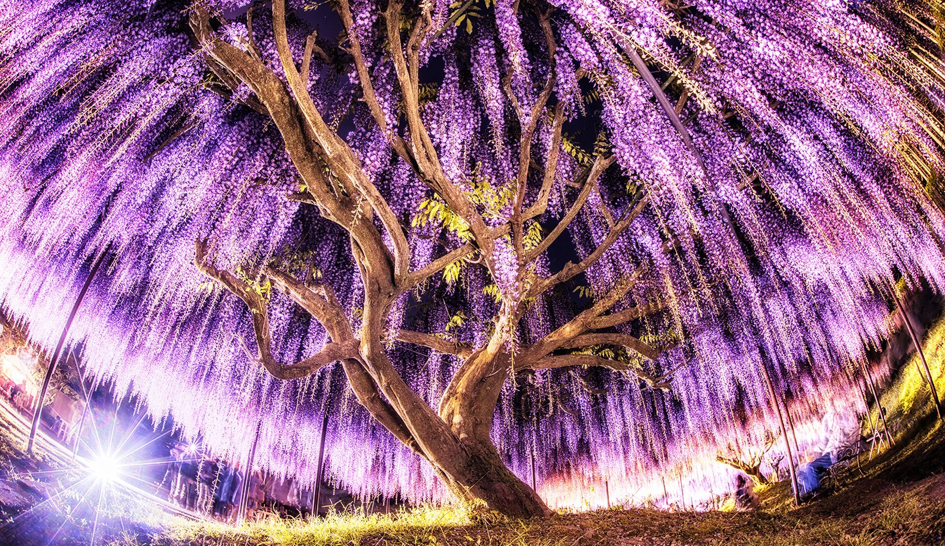 Сон красивые деревья. Глициния Эйва. Дерево глицинии (вистерии) в Японии. Глициния Кавати Фудзи.