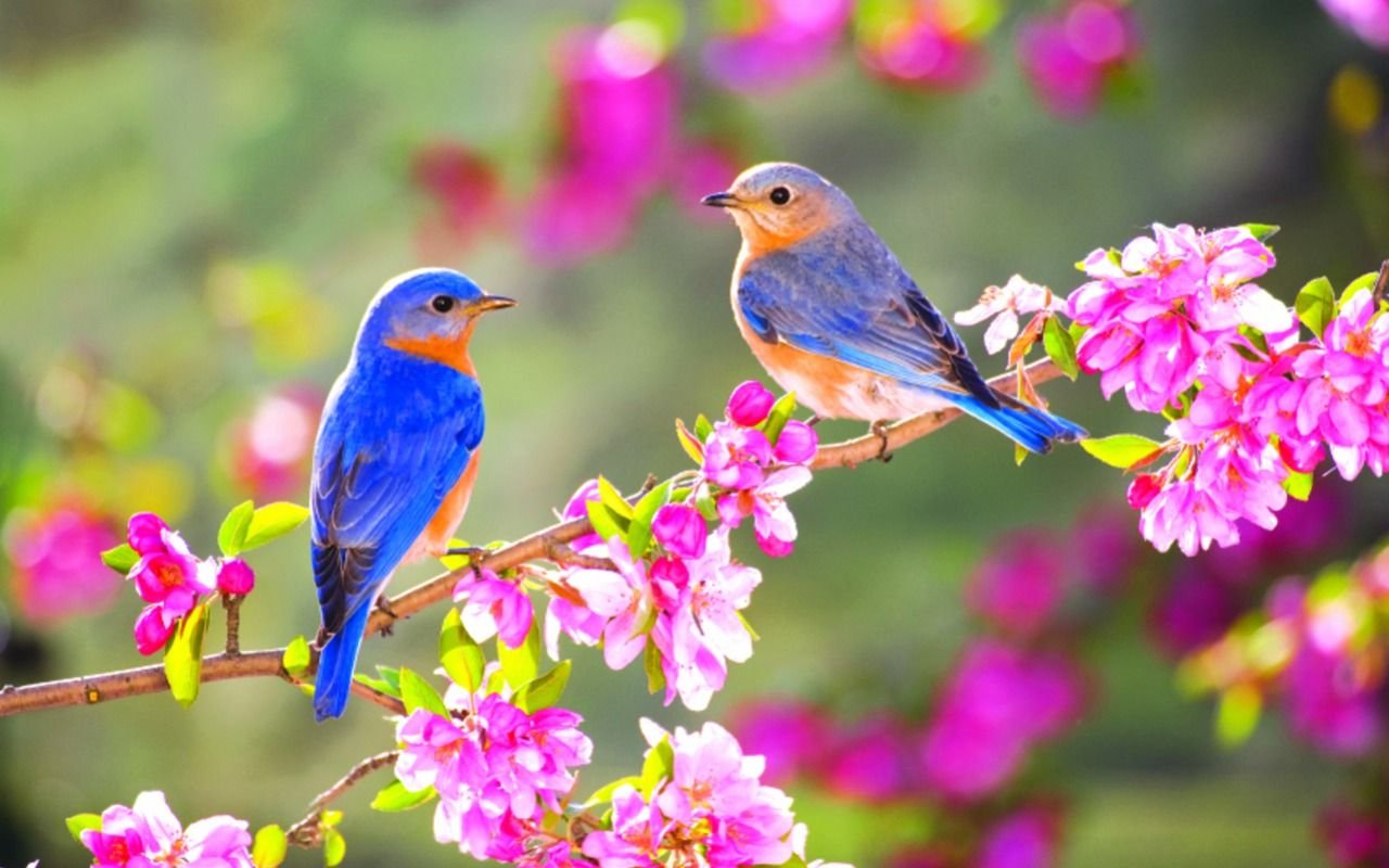Яркие весенние птицы - 72 фото