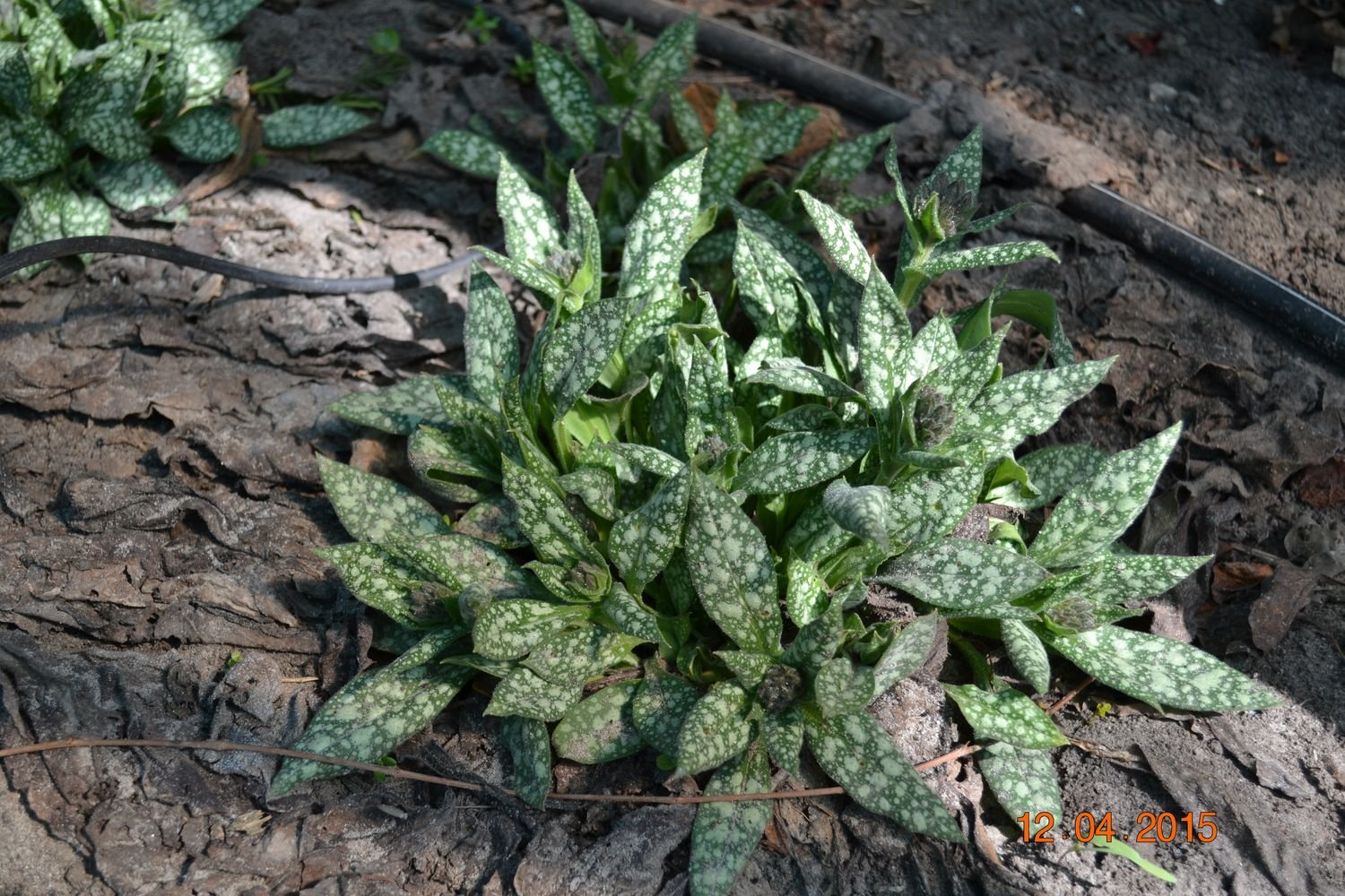 Медуница сахарная Pulmonaria saccharata