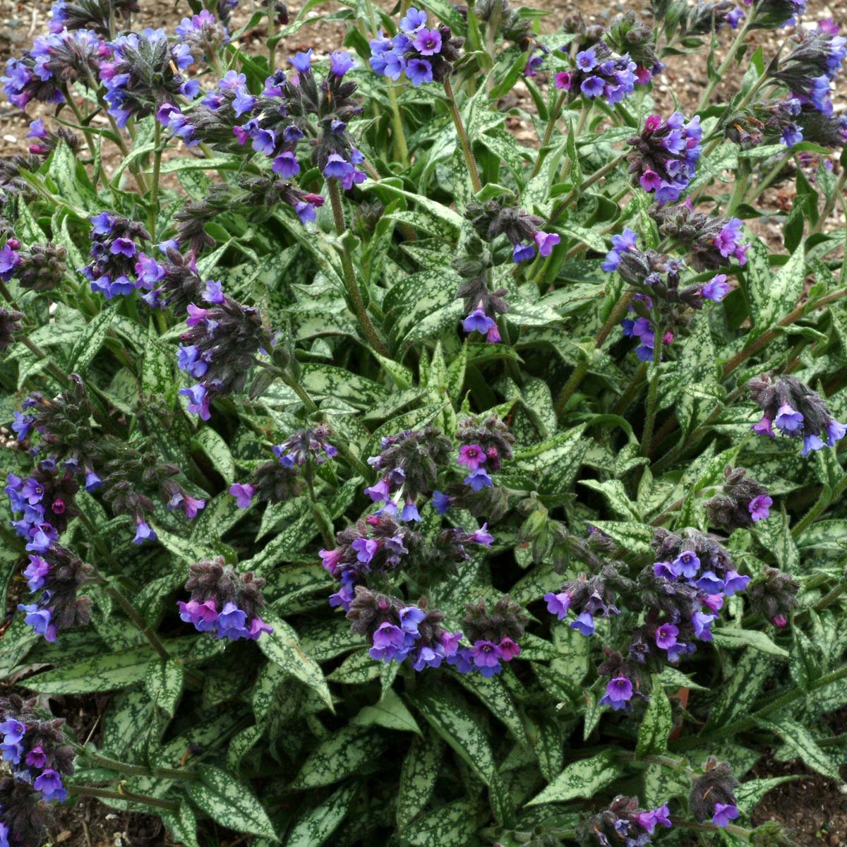 Медуница cevennensis. Медуница длиннолистная. Медуница longifolia cevennensis. Медуница (Pulmonaria).