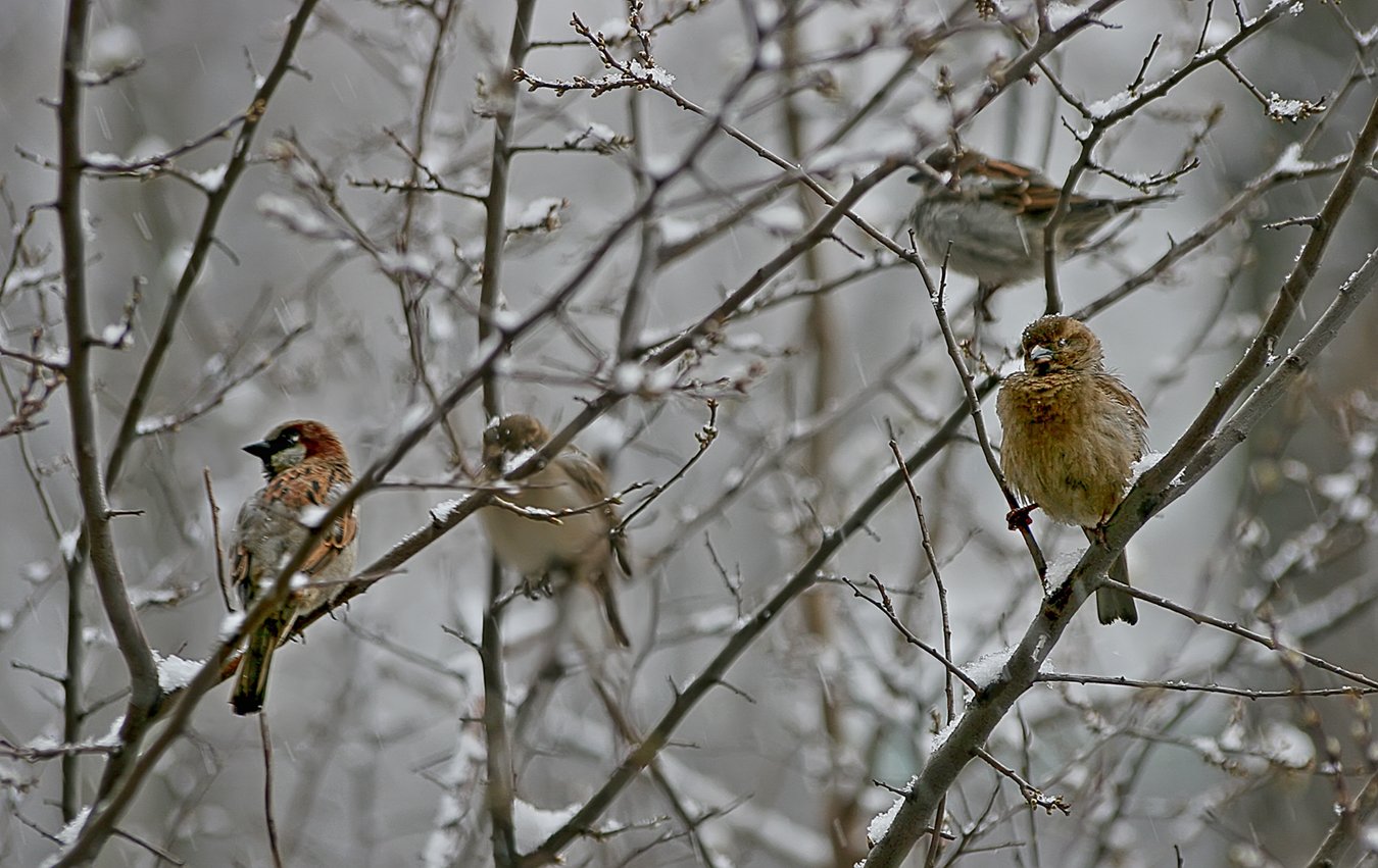 Воробей березка. Птицы зимой. Городские птицы. Зимние птицы в городе. Птицы зимой в лесу.