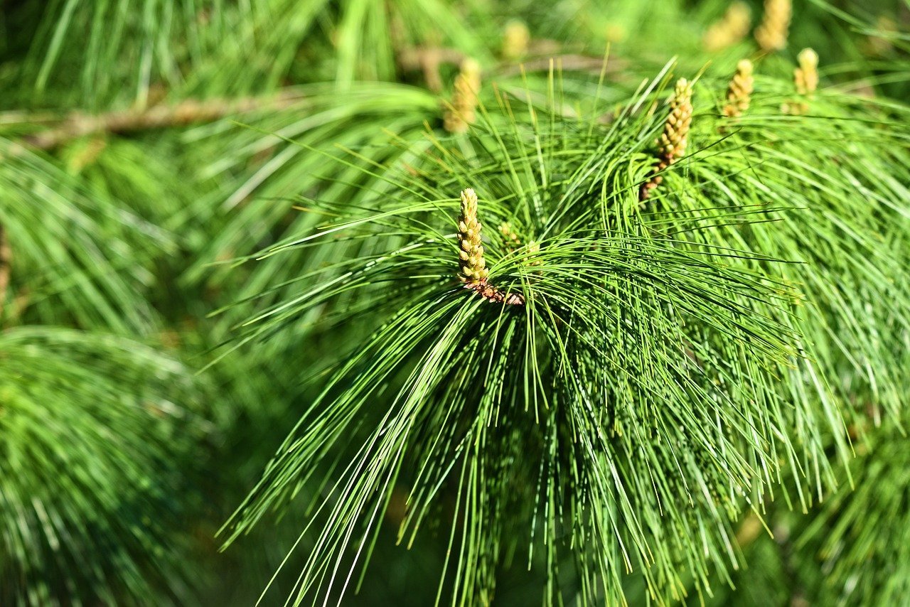 Южное хвойное с листовидной хвоей 6 букв. Pinus wallichiana. Сосна гималайская Pinus wallichiana. Длиннохвойная сосна Монтесумы. Сосна Веймутова хвоя.