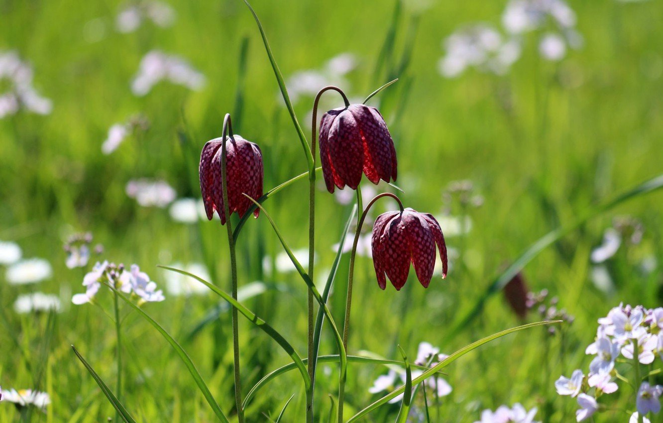 Рябчик шахматный Fritillaria meleagris